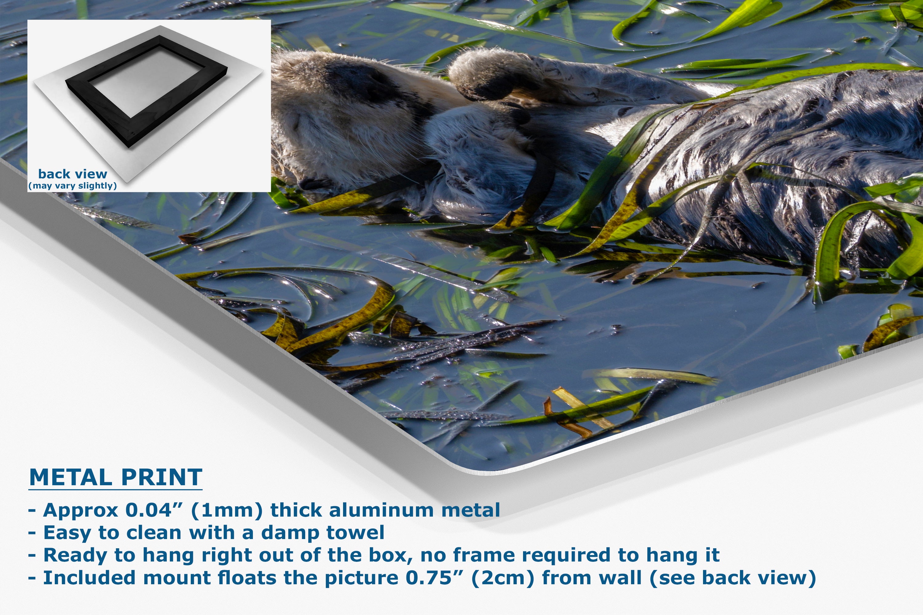 Marine Mammal Wildlife Photography Limited Edition Fine Art Print of California Sea Otter