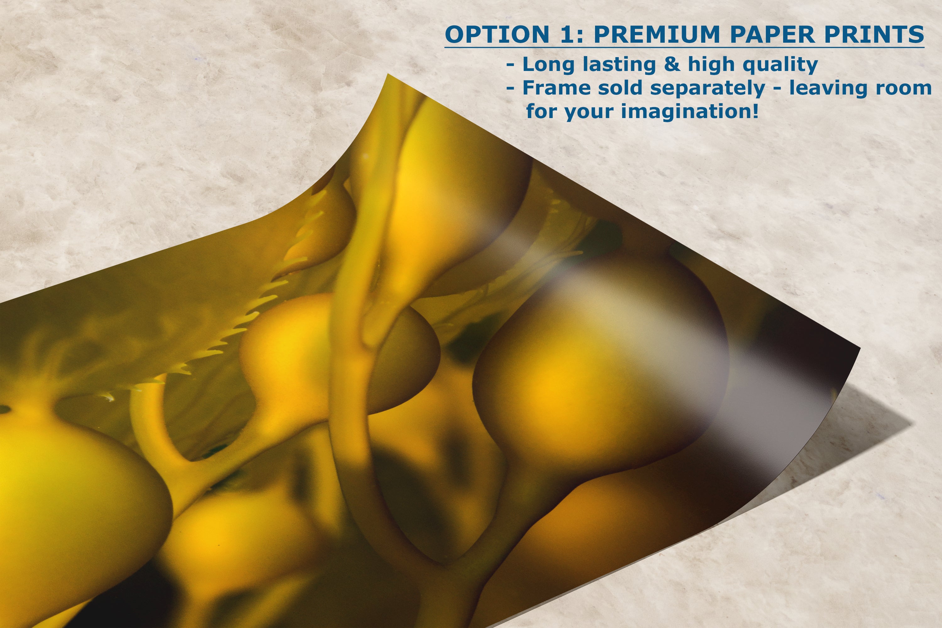 Kelp Forest Seaweed Pictures Underwater Scenery, Ocean Life Marine Biology Nature Photo Relaxation Artwork Decor for Office Dorm Room Decor