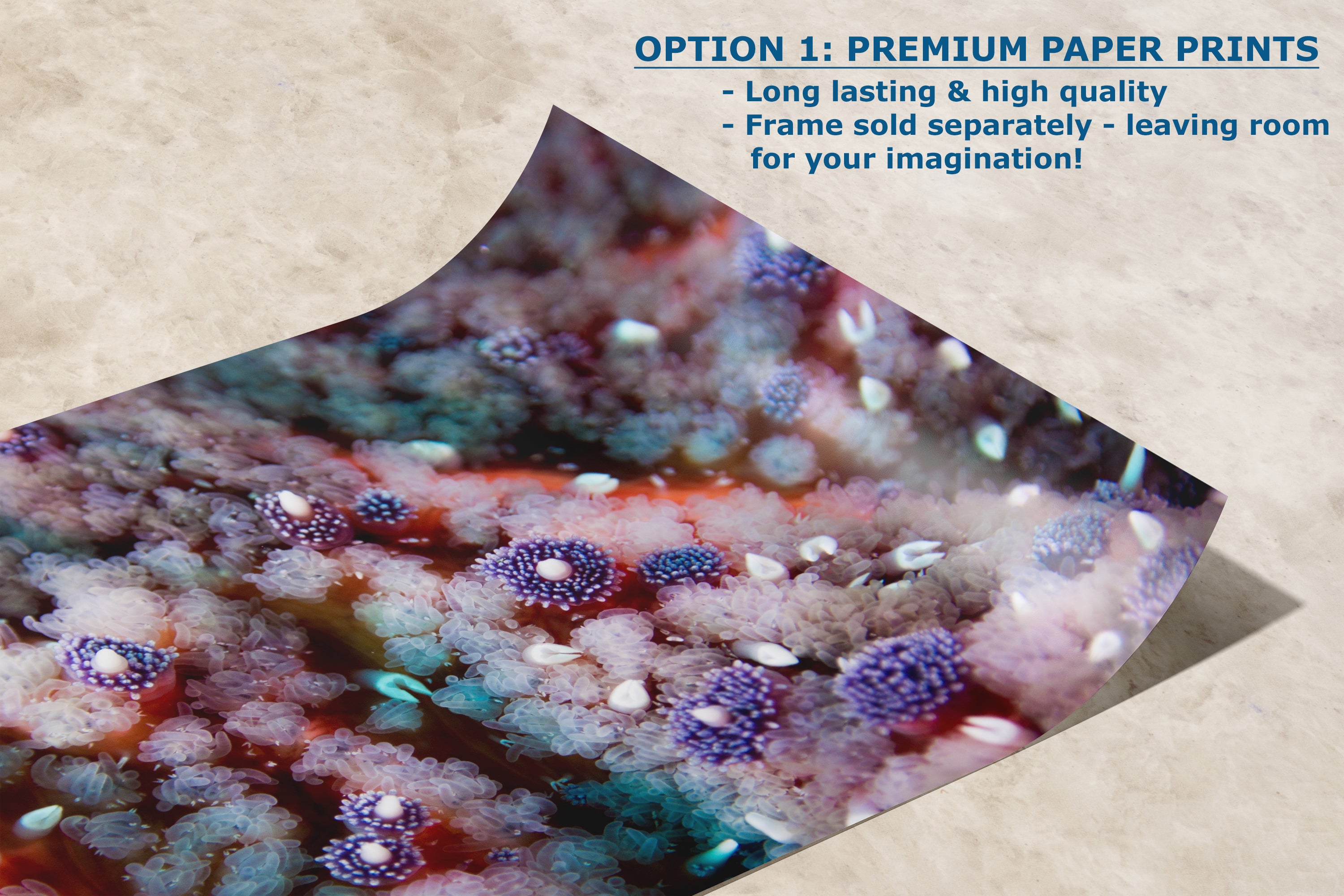 Ocean Life Starfish Photo, Marine Biology Underwater Scenery, Vibrant Coral Reef, Nature Photography for Office Decor, Relaxation Artwork