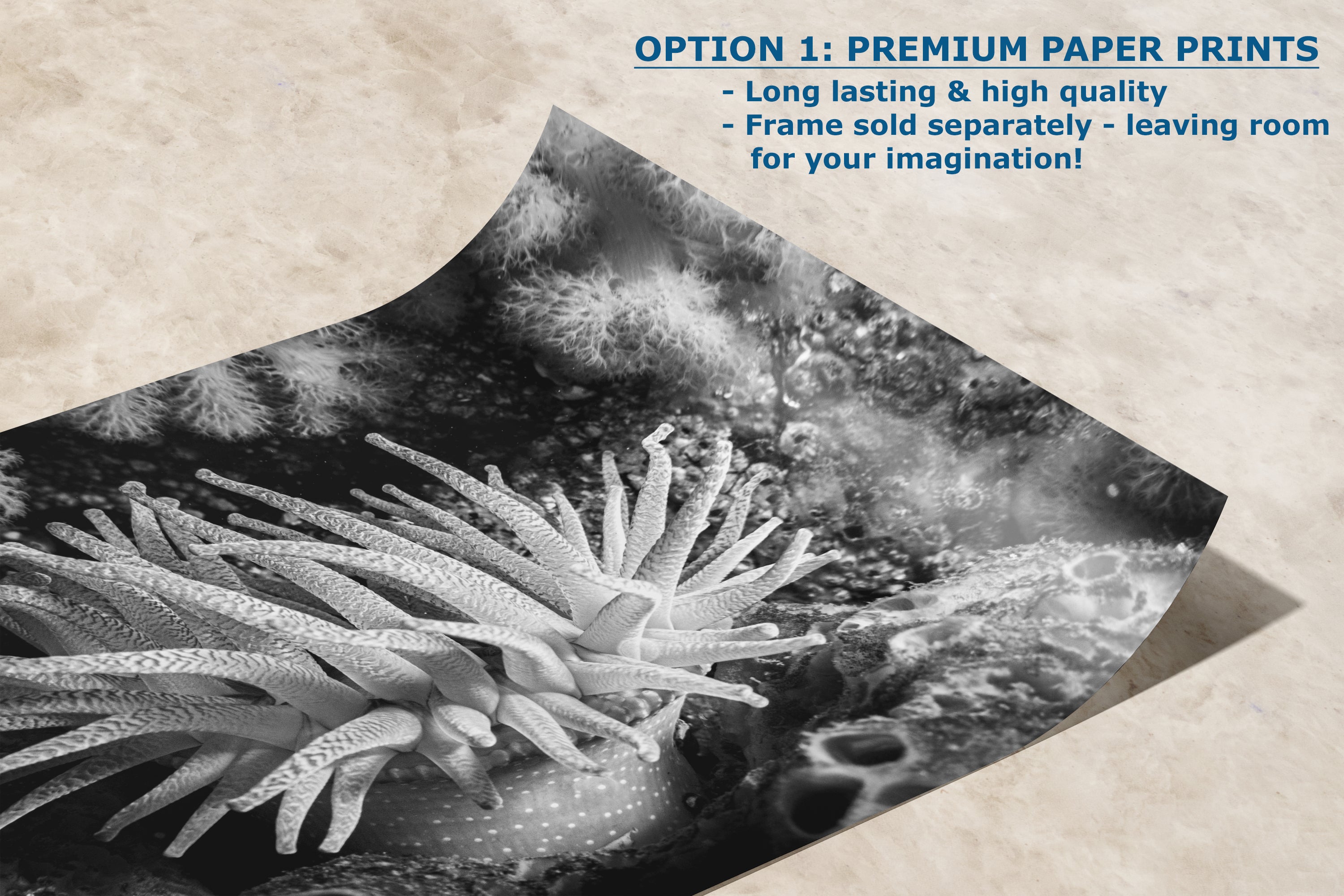 Sea Anemone Picture Ocean Life Underwater Scenery Nature Photo Black and White Art for Marine Biology, Ocean Lovers, and Relaxation Decor