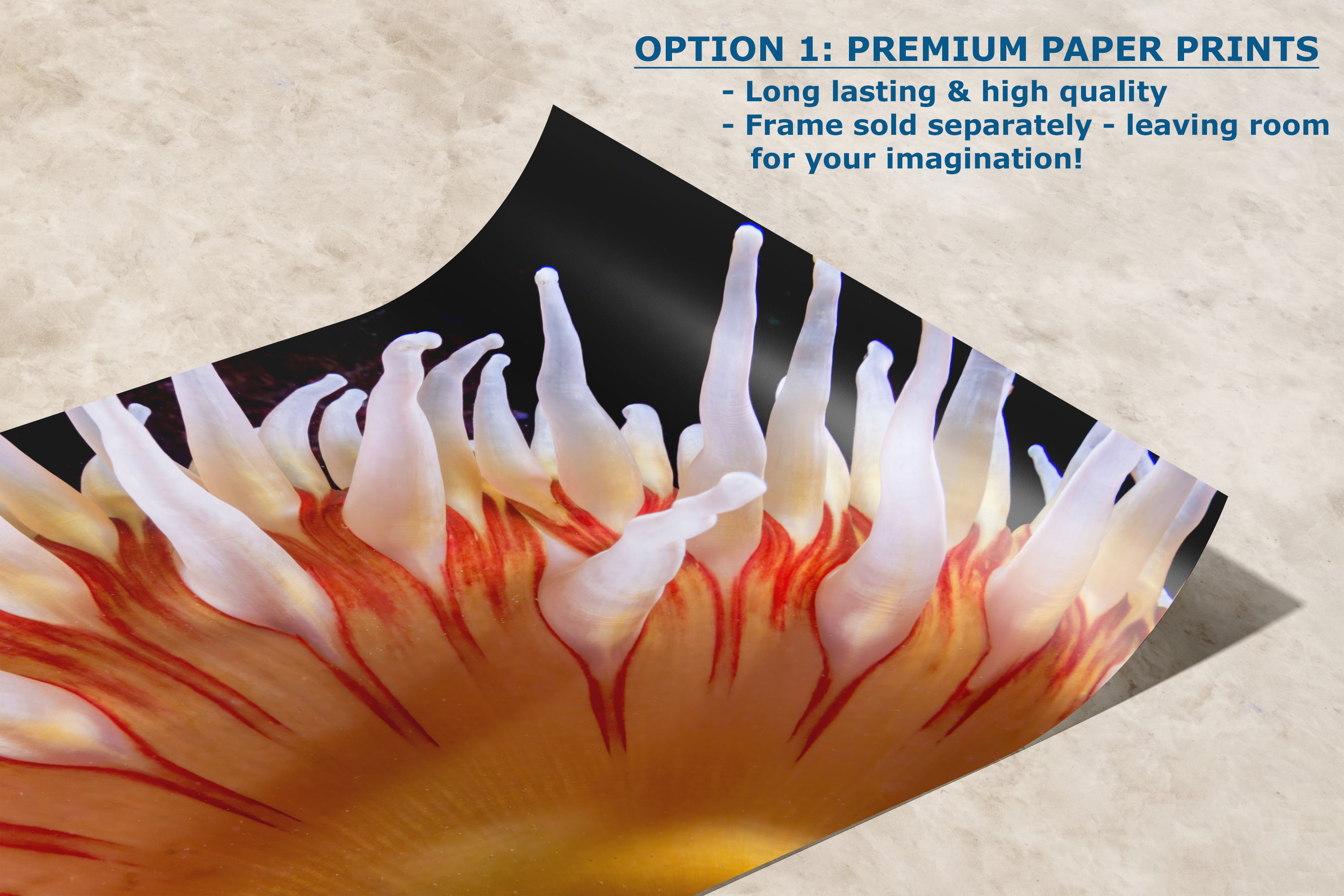 Sea Anemone Picture Ocean Life Underwater Scenery Nature Photo, Marine Biology Coral Reef Art