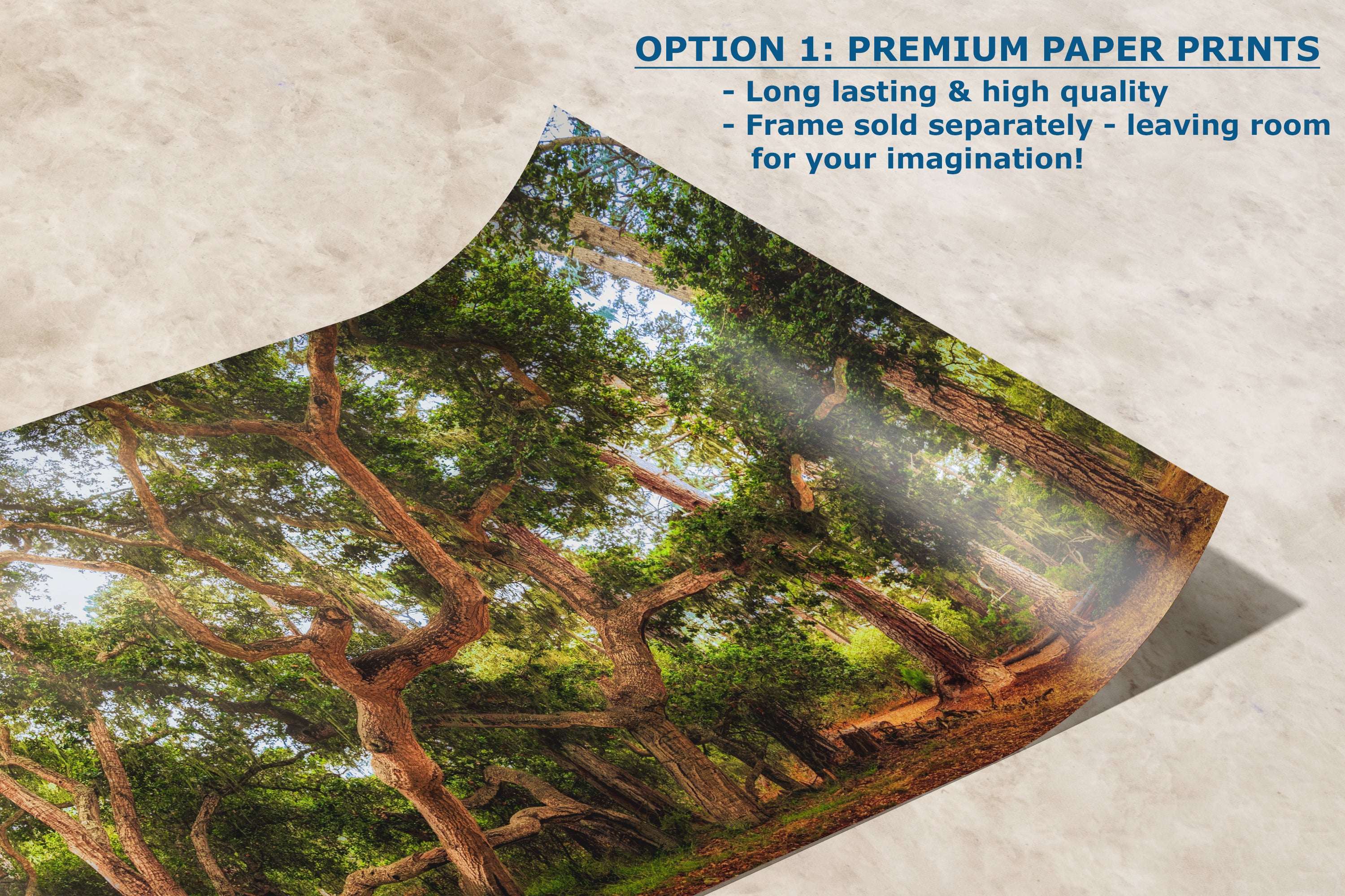 Coast Live Oak Forest Picture Nature Photo House Decor, Forest Bathing for Meditation, Relaxation, Dorm Room Decor