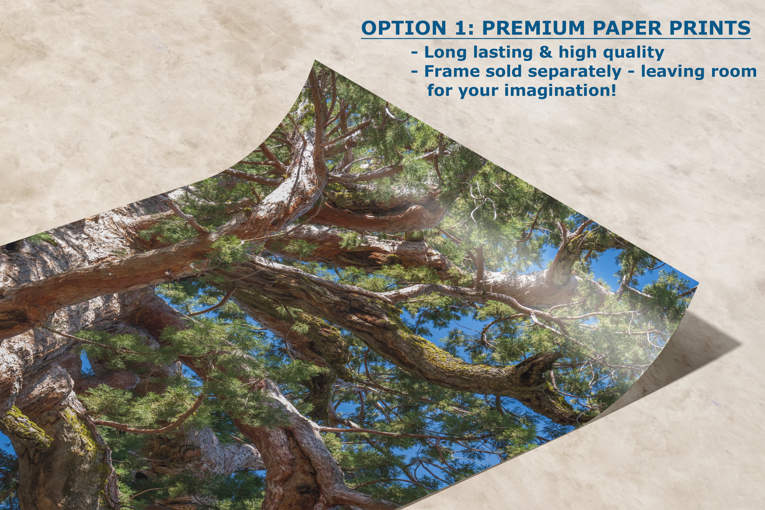 Giant Sequoia Tree Forest Picture Nature Photo, Yosemite Mariposa Grove Redwood Trees, Forest Bathing Relaxation Artwork for Nature Lovers