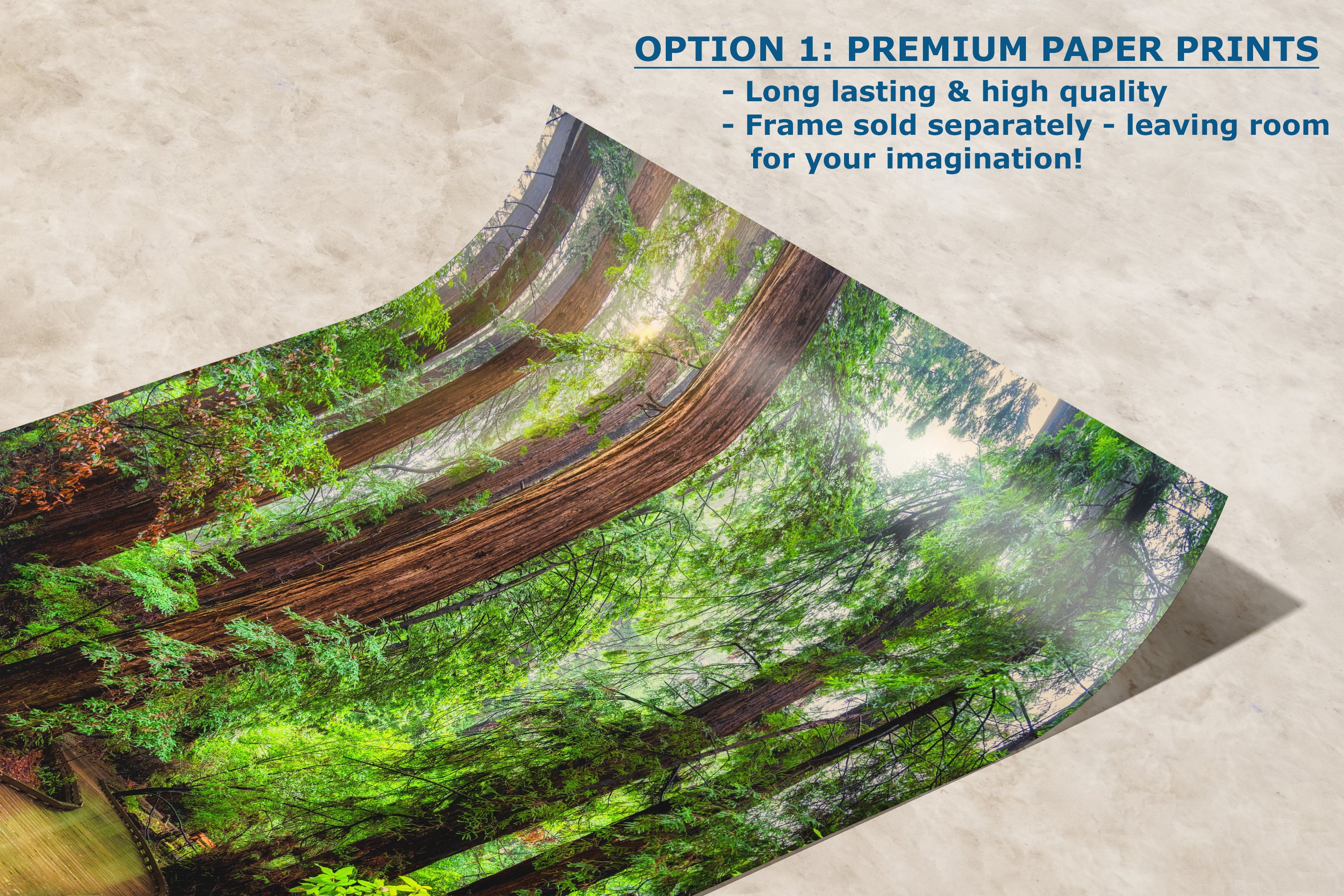 Redwood Trees Forest Picture Sunrise Nature Photo, Forest Bathing House Decor, Relaxing Wall Art for Meditation, Home and Office