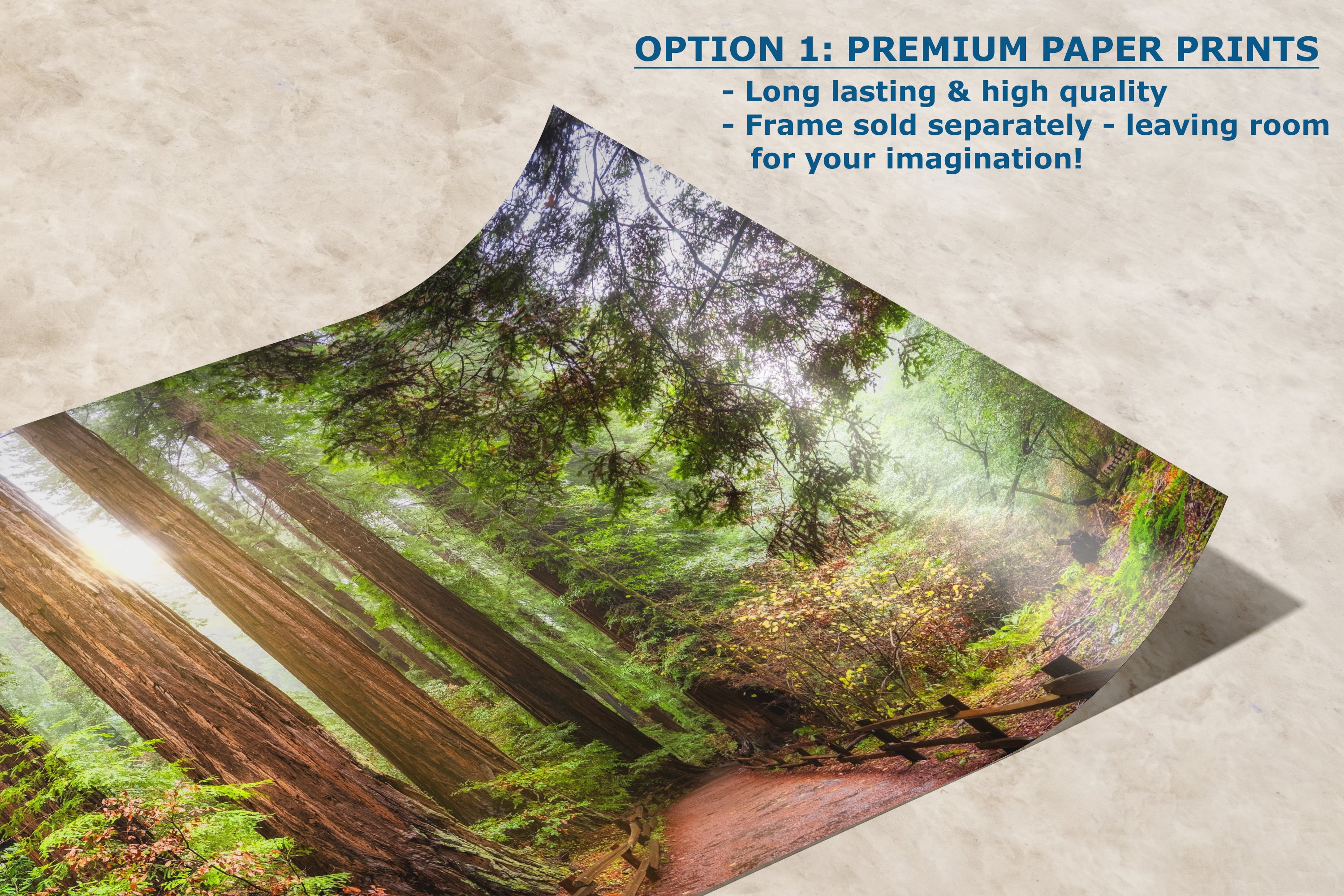 Redwood Trees Forest Picture Sunrise Nature Photo