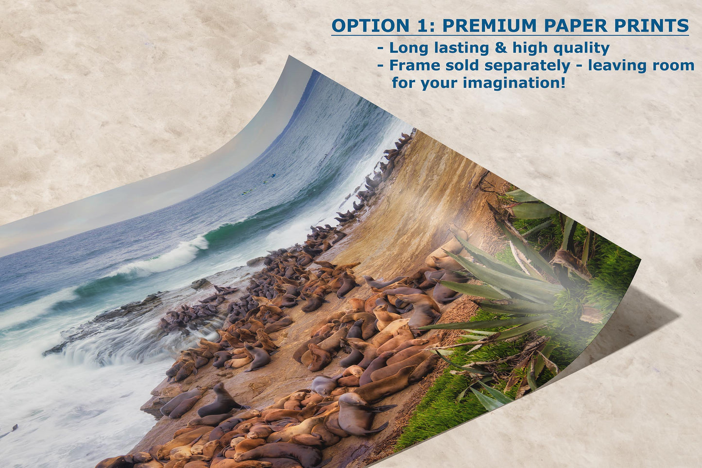 California Sea Lion Marine Mammal Wildlife Photography | Calming Nature Ocean Picture, Relaxation Artwork, La Jolla Coast, Nature Photo