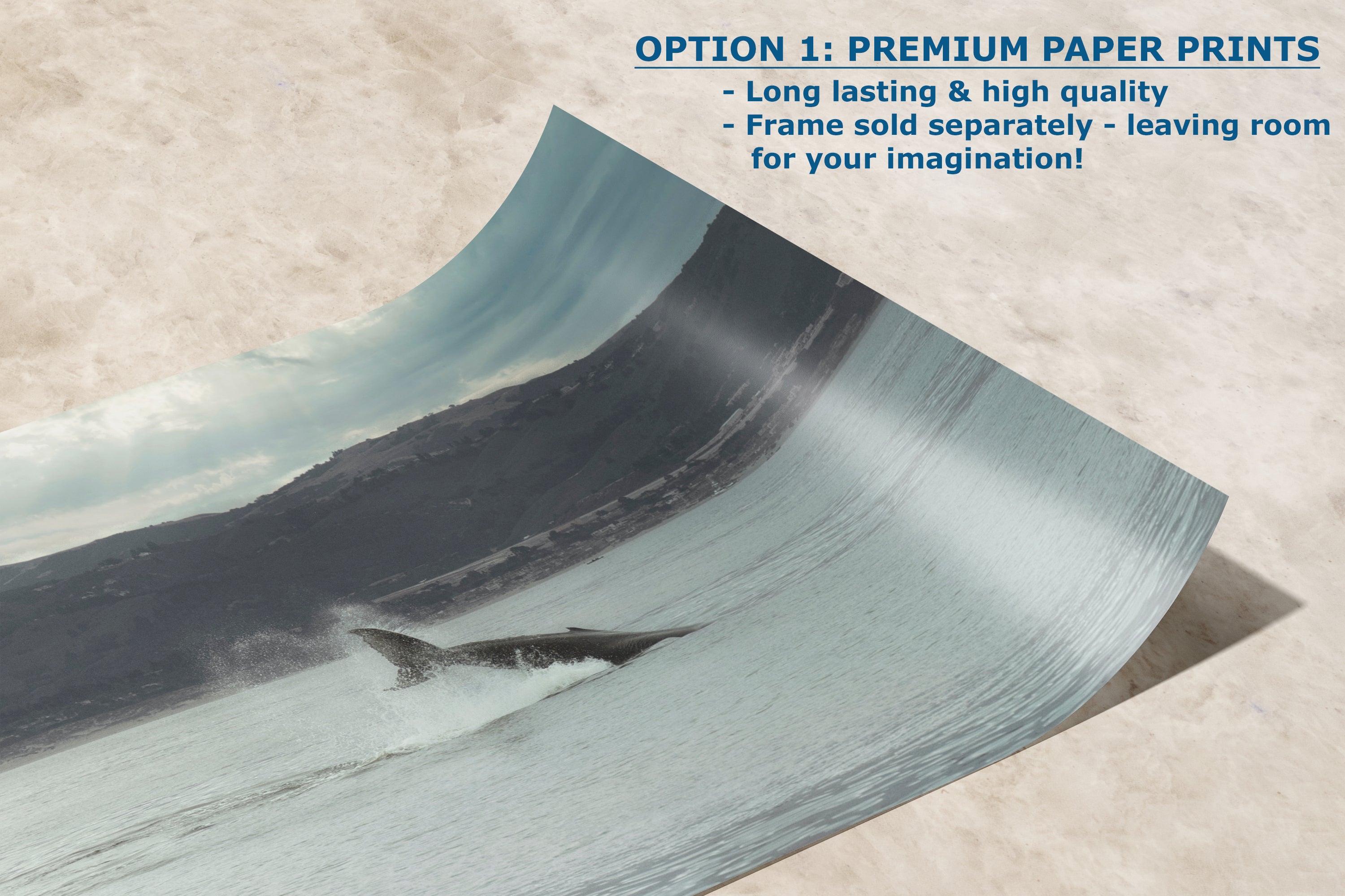 Humpback Whale Marine Mammal Wildlife Photography, Ocean Nature Art, Marine Conservation, Dolphin & Sea Life Gift, House Decor