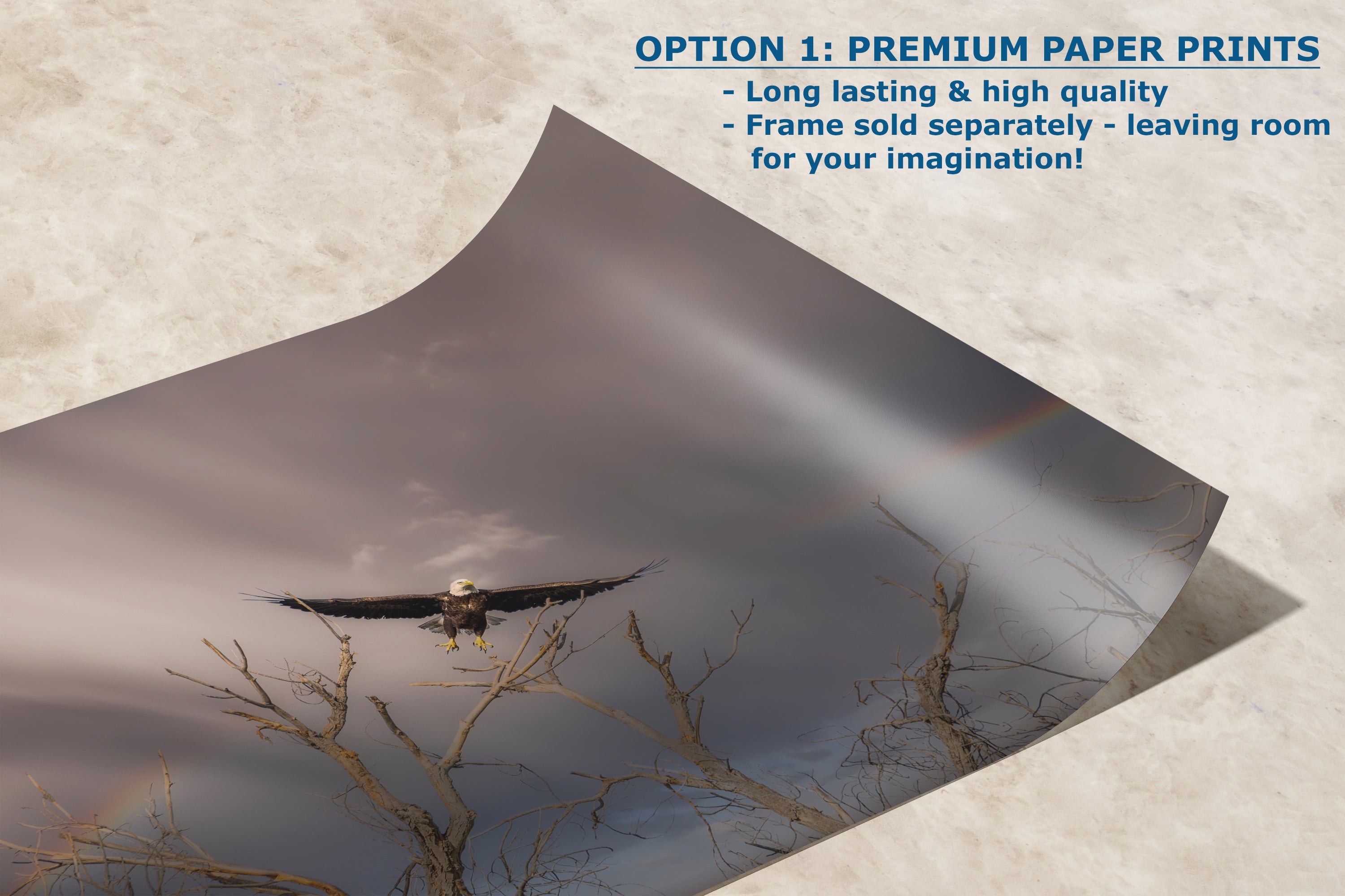 Soaring Bald Eagle Picture Wildlife Photography Wall Art, Nature Photo, Bird Photography, Rustic Cabin Decor, Office or Dorm Room Wall Decor