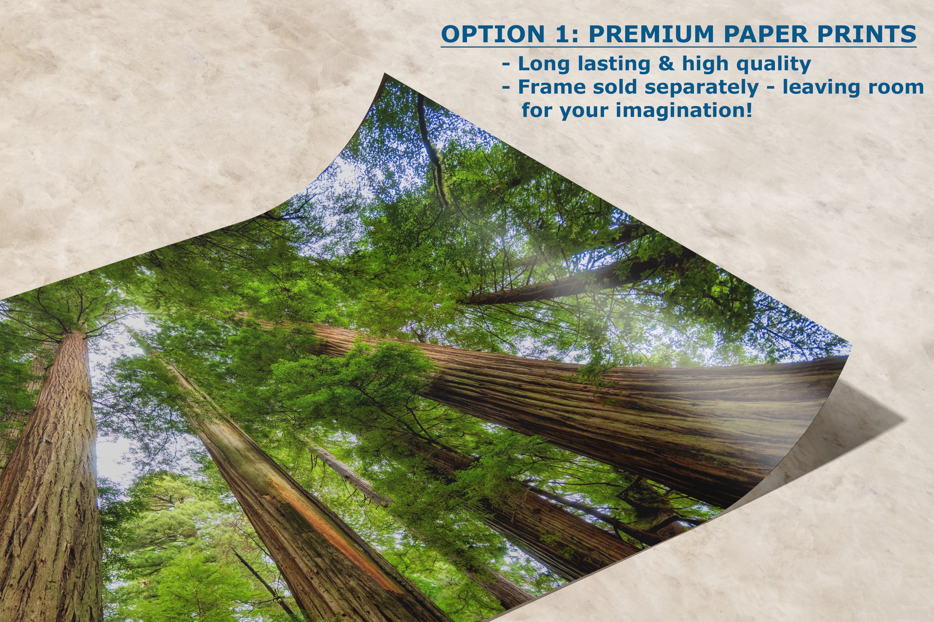 Redwood Trees Forest Picture Nature Photo