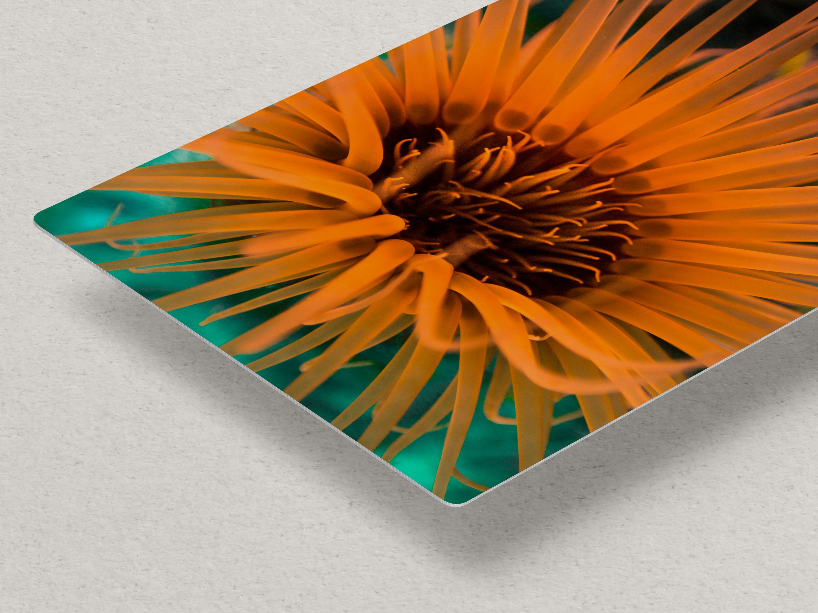 Sea Anemone Picture Ocean Life Underwater Scenery Nature Photo, Marine Biology Wall Art, Vibrant Coral Reef, Gift for Ocean Lover