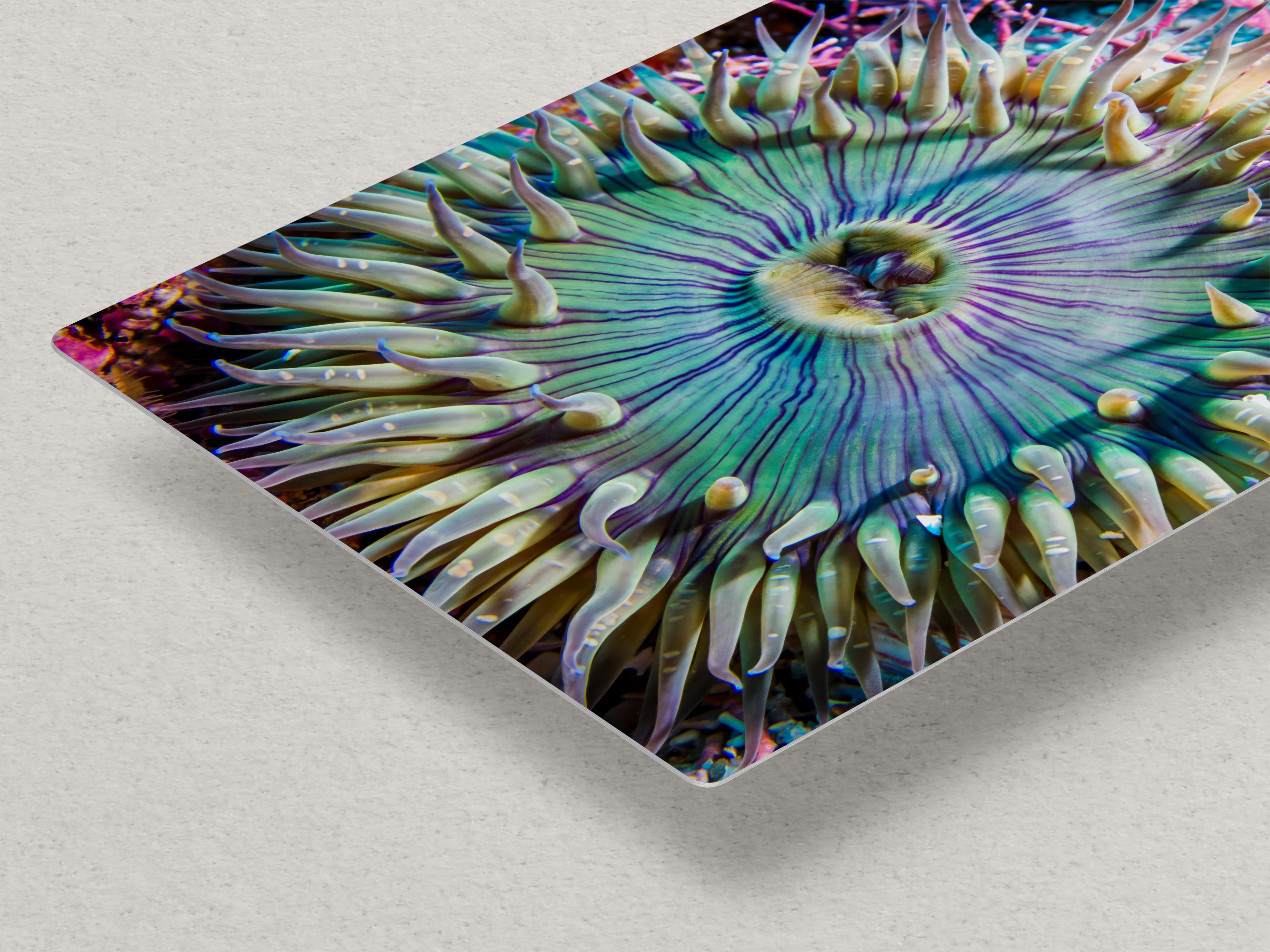 Ocean Life Limited Edition Fine Art Print Underwater Sea Anemone Photo