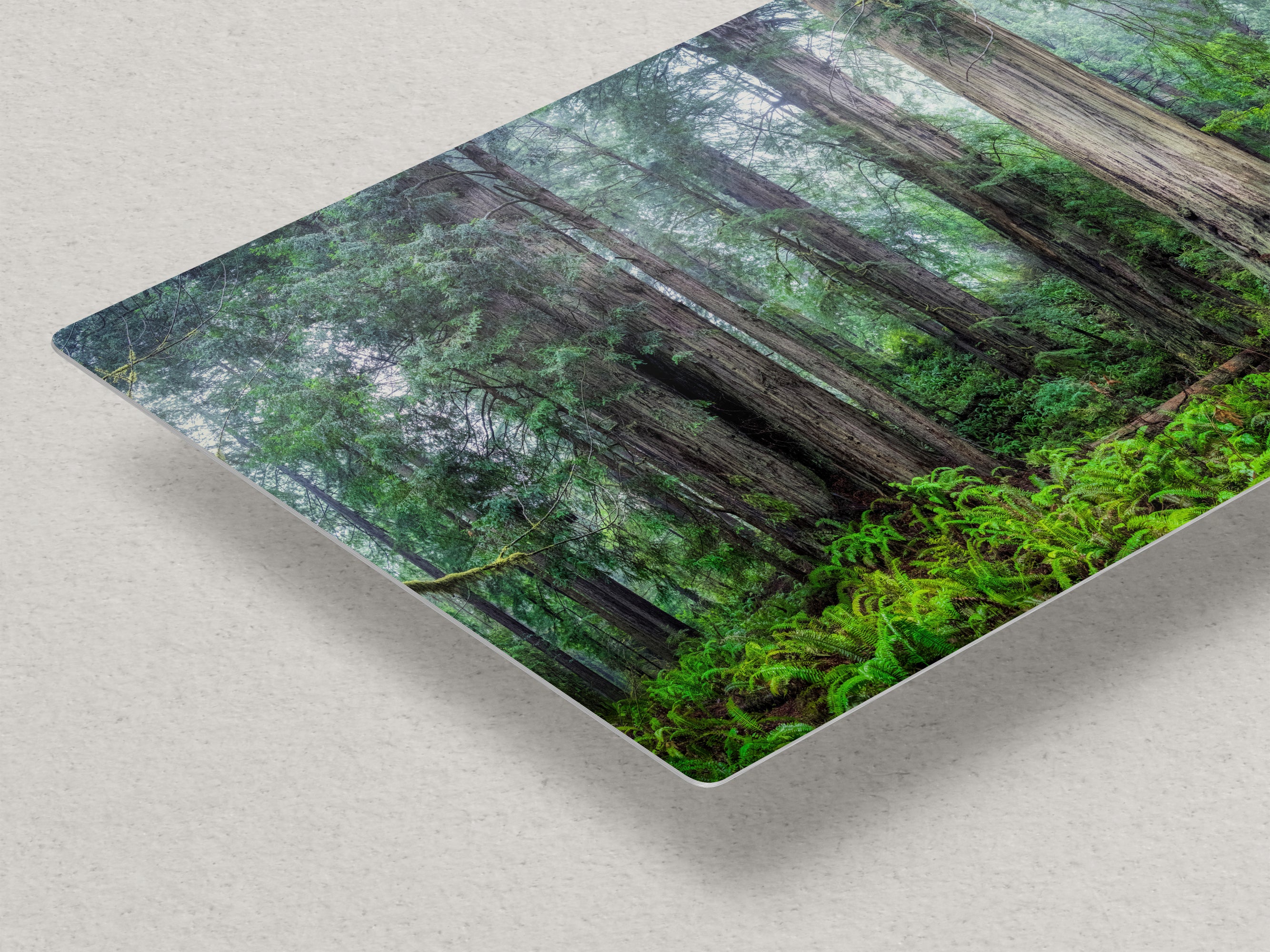 Redwood Trees Forest Picture Nature Photo, Forest Bathing in Misty California Redwoods Wall Art, for Relaxation in the Home and Office