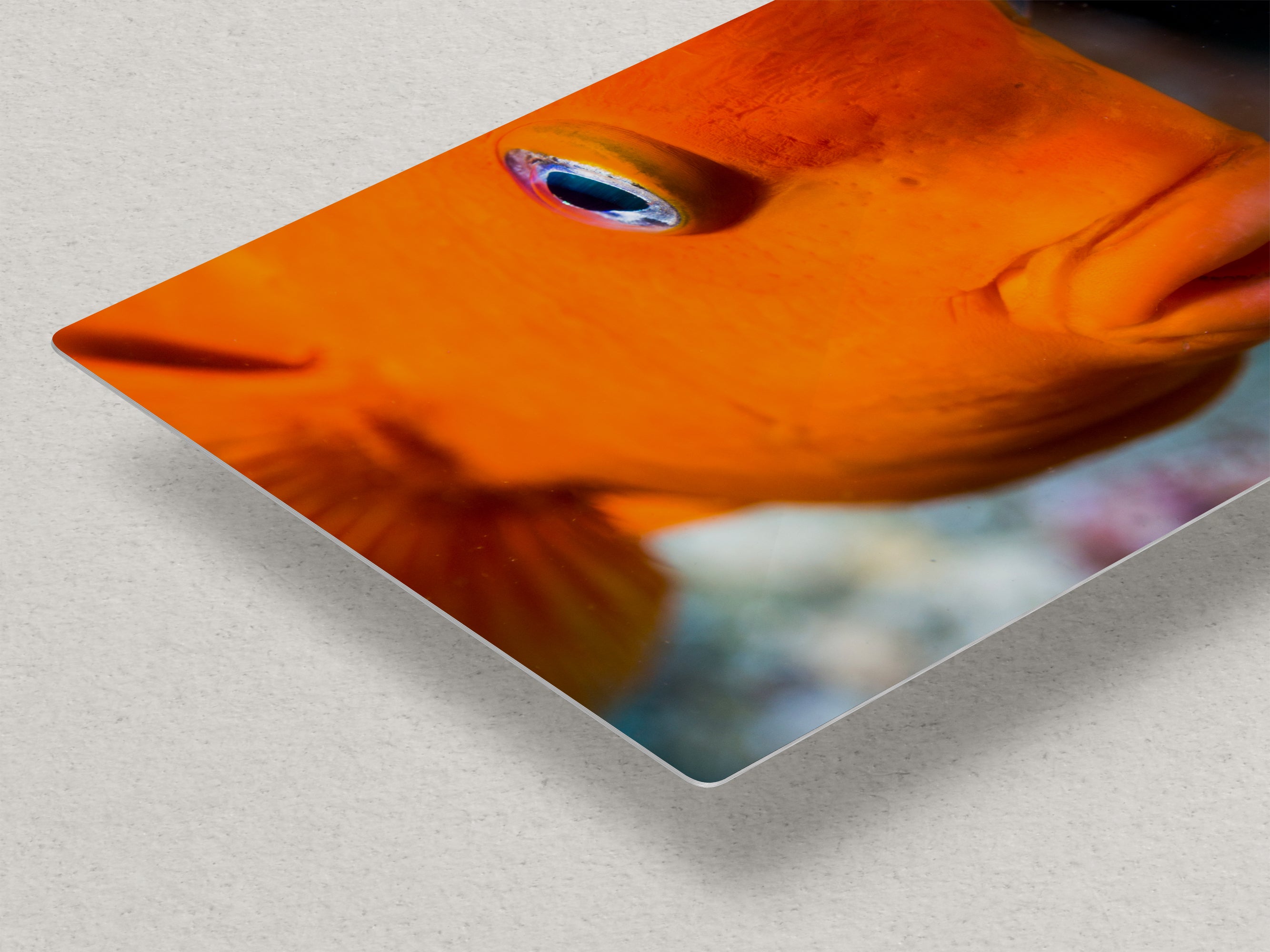 Garibaldi Fish Marine Biology Ocean Life, Underwater Scenery Nature Photo, California Marine Inhabitant, Nature Decor, Relaxation Artwork