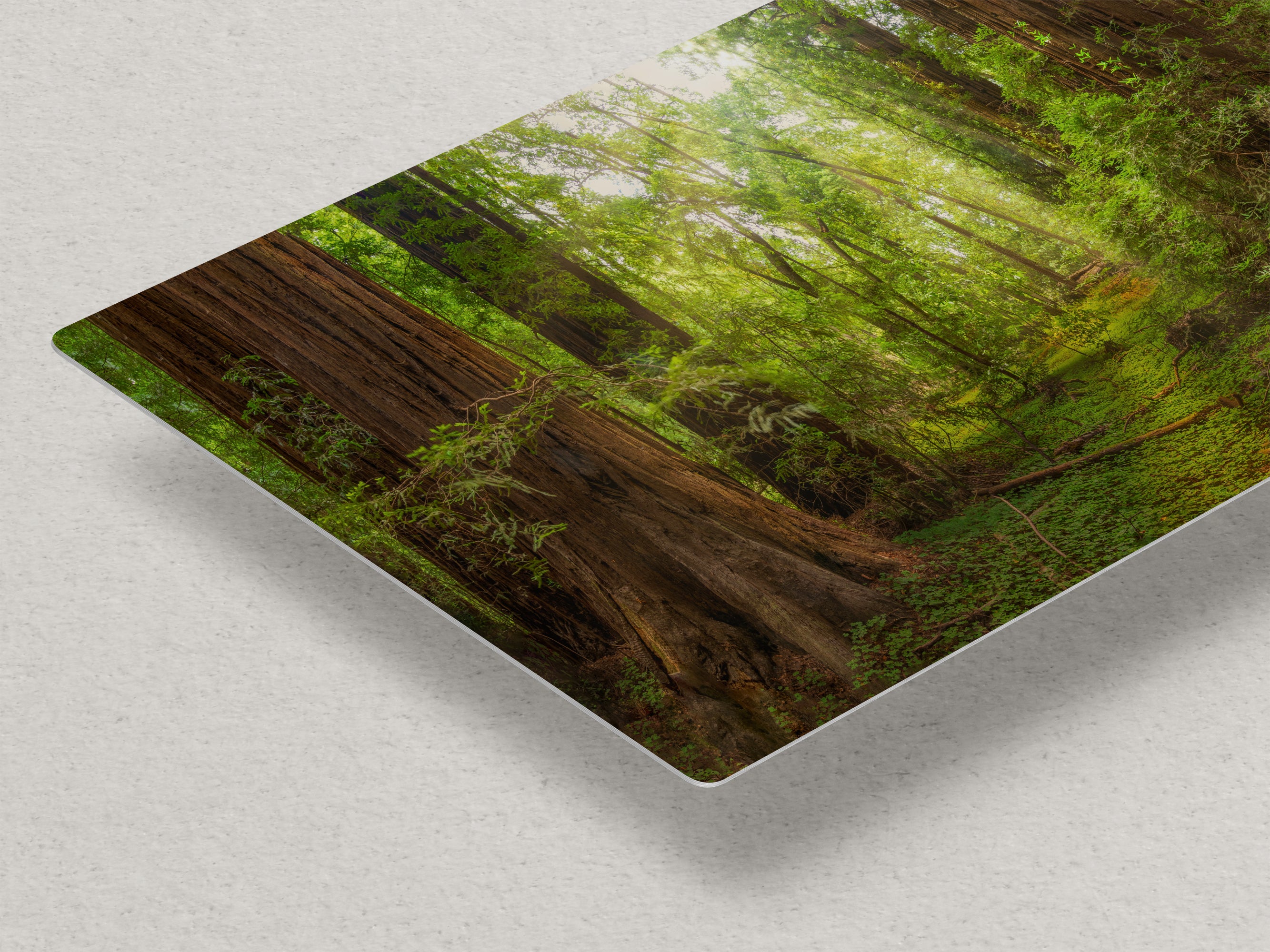 Redwood Tree Wall Art - Panoramic Forest Picture Nature Photo