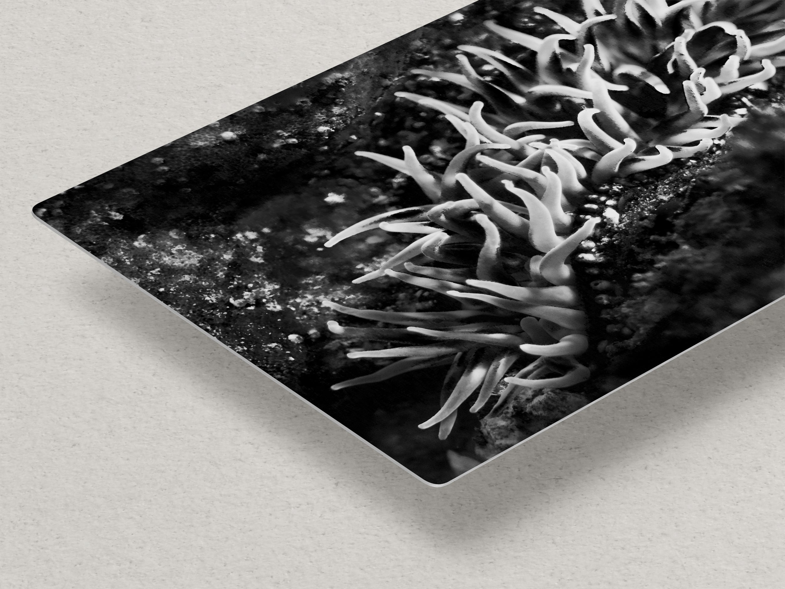 Sea Anemone Picture Ocean Life Underwater Scenery Nature Photo, Marine Biology Decor, Black and White Coral Reef Art for Marine Enthusiasts