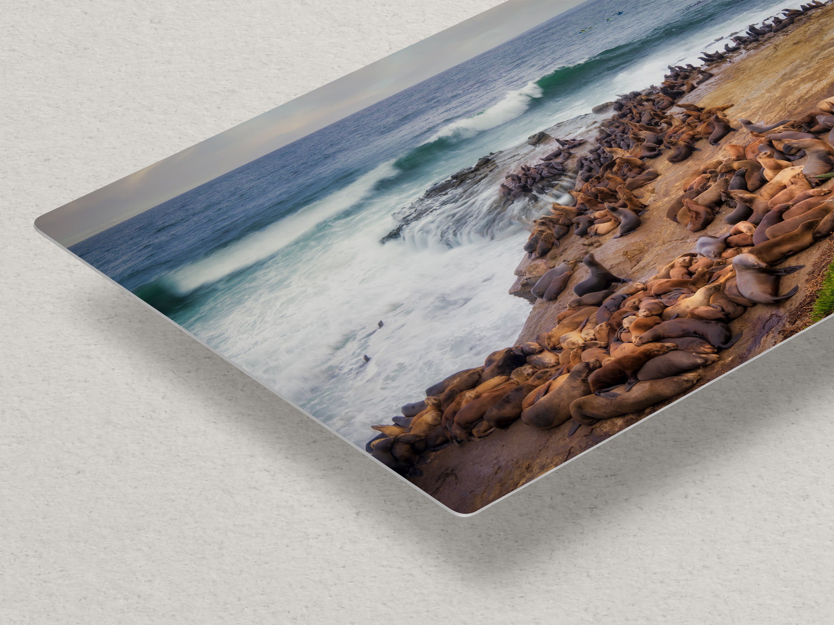 California Sea Lion Marine Mammal Wildlife Photography | Calming Nature Ocean Picture, Relaxation Artwork, La Jolla Coast, Nature Photo