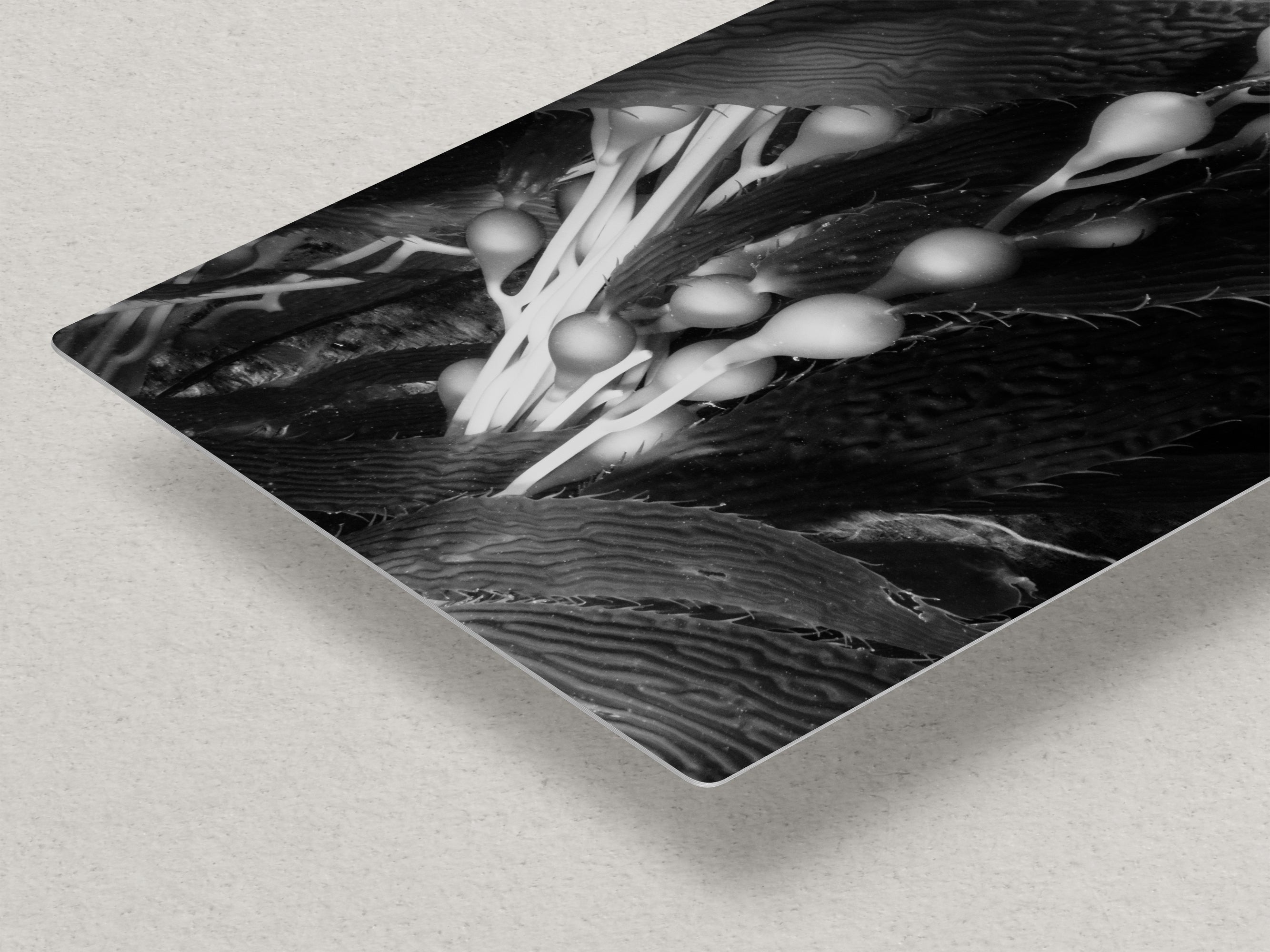 Limited Edition Fine Art Photography, Sea Life Art California Giant Kelp, Surrender
