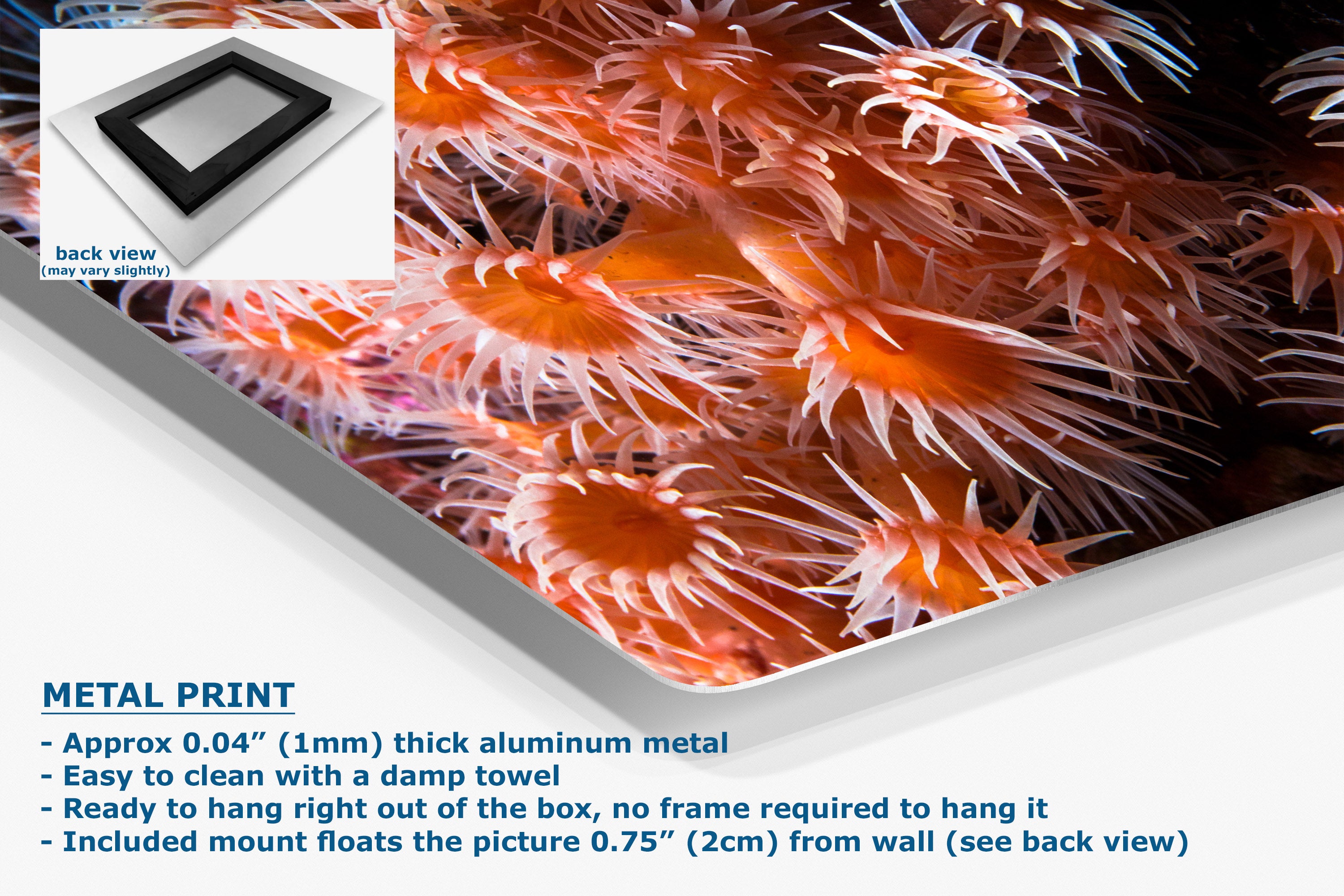 A close-up of a printed wall decal or poster showing a vivid orange and white sea anemone scene, with a small inset showing the back view of the product. Text at the bottom reads 'METAL PRINT' and lists product details about the aluminum print, damp towel cleaning, and wall mounting.