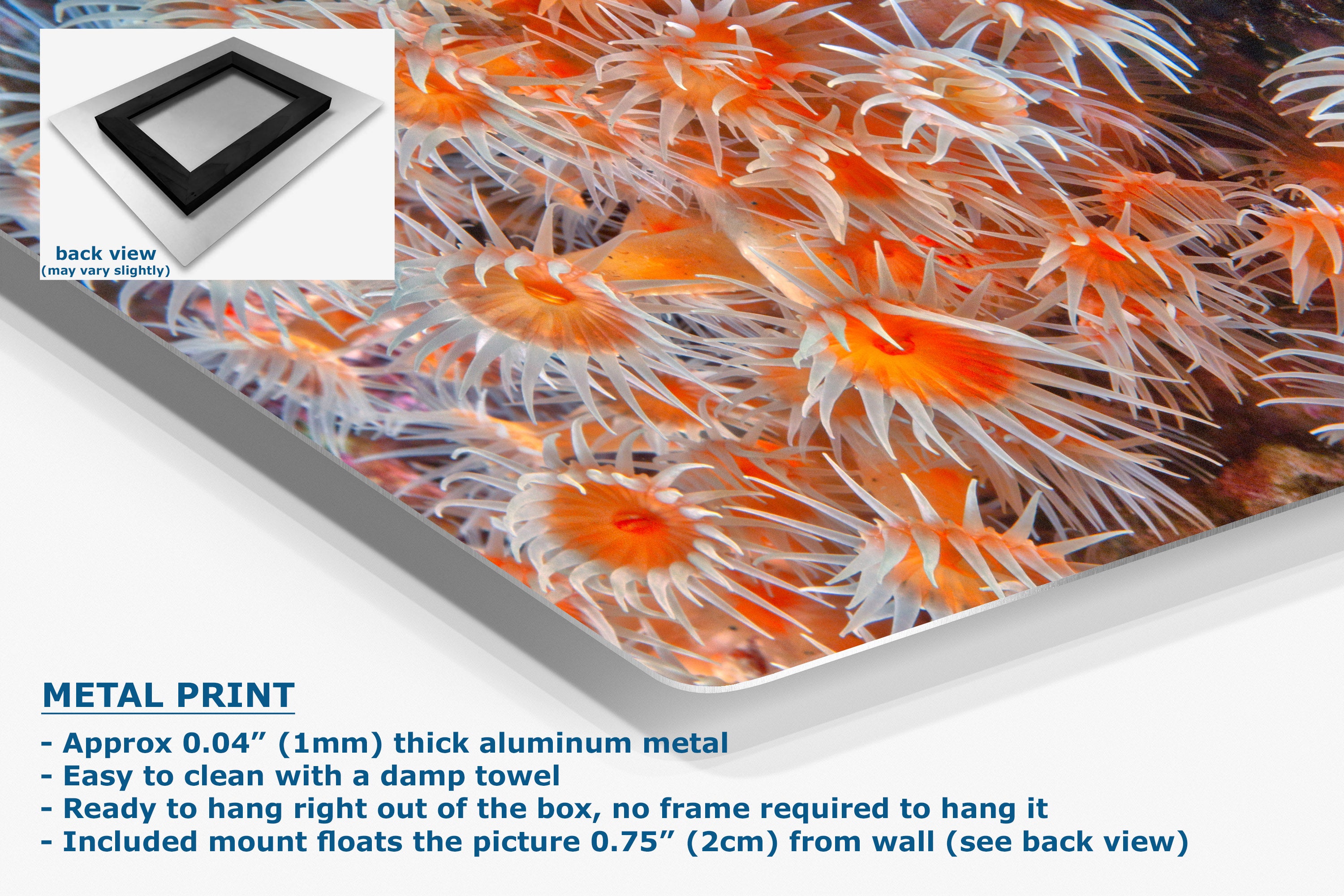 A close-up of a printed metal wall art panel featuring a vivid orange and white sea anemone pattern, shown at an angle with a small inset back-view swatch and text describing the aluminum print and hanging instructions.