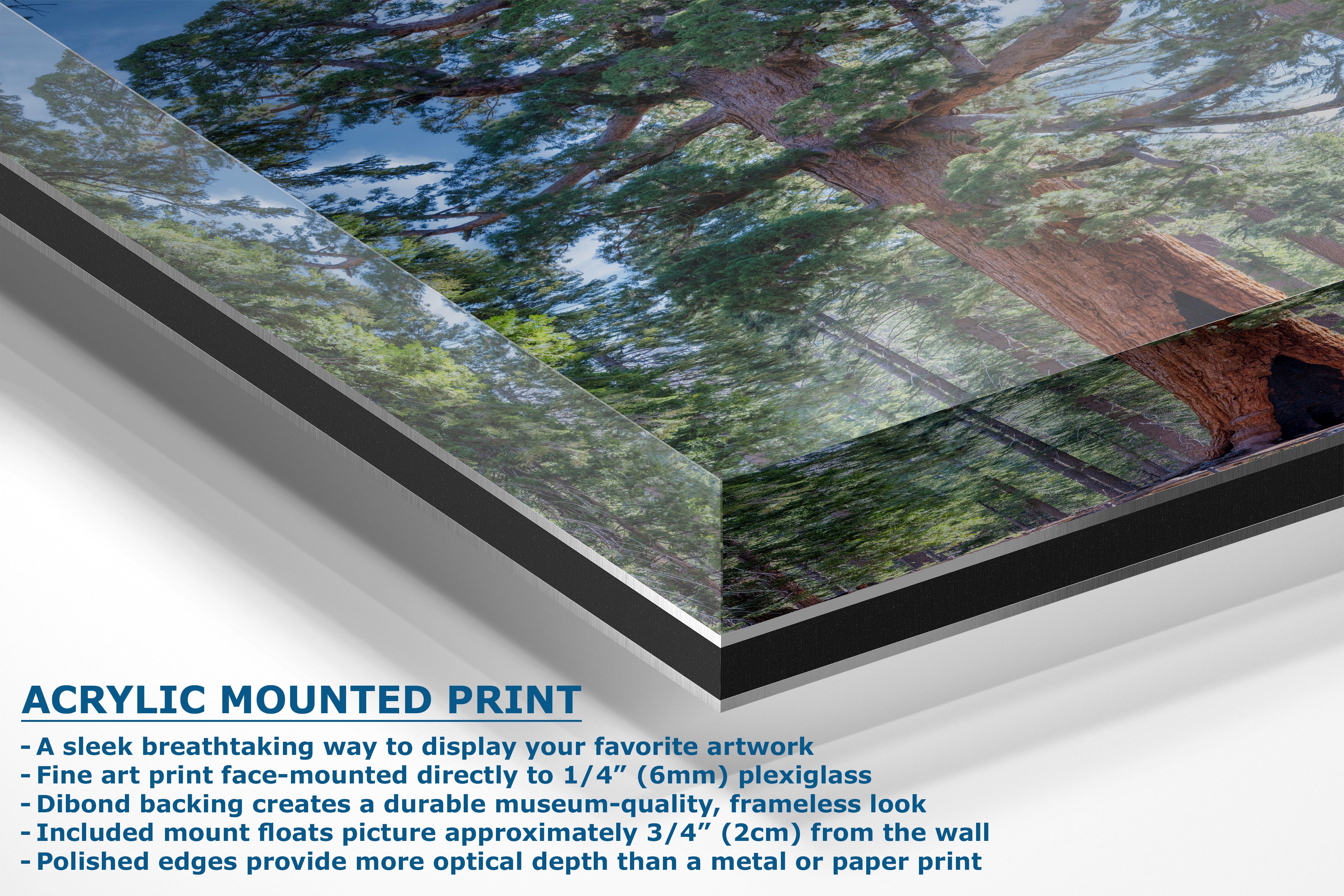 Acrylic mounted art print of a forest scene with trees and green foliage, shown at an angle with descriptive text on a white background.