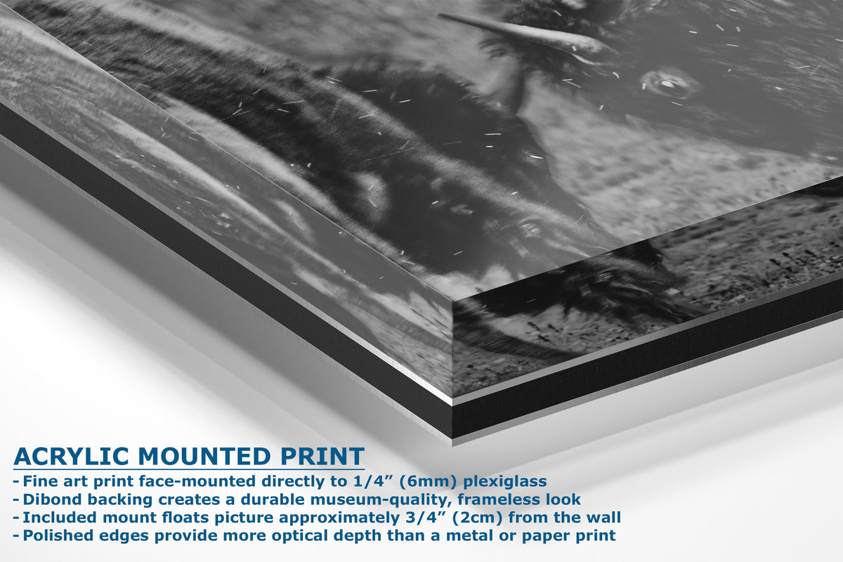 Acrylic mounted art print showing a black and white photograph with descriptive text detailing the mounting and frameless look on a white background.