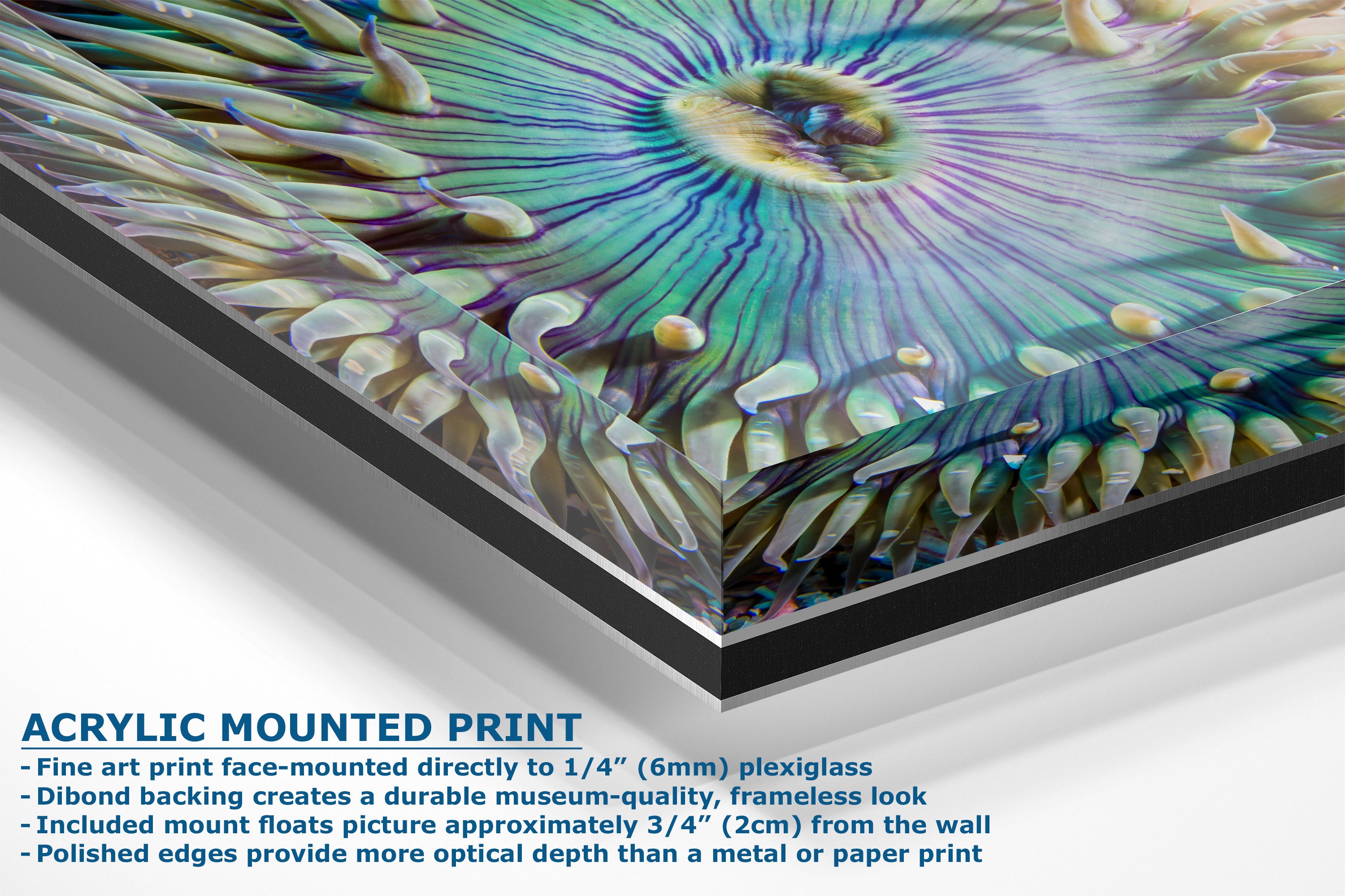 An acrylic mounted art print showing a close-up of a colorful anemone or coral-like marine scene with iridescent green, blue, purple, and gold tones. Text at the bottom reads 'ACRYLIC MOUNTED PRINT' with descriptive bullet points about mounting and finish.
