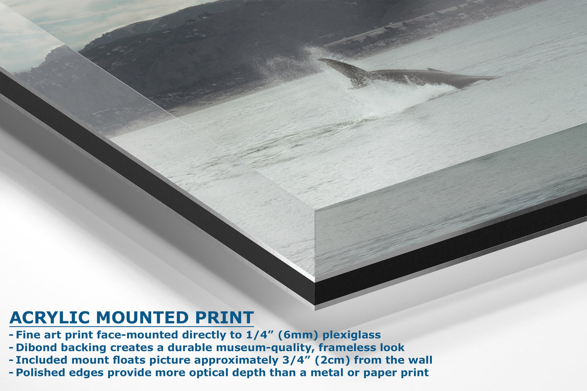 Acrylic mounted art print of a whale in the ocean, shown at an angle with descriptive text detailing its features, including face-mounting to 1/4 inch plexiglass and dibond backing.