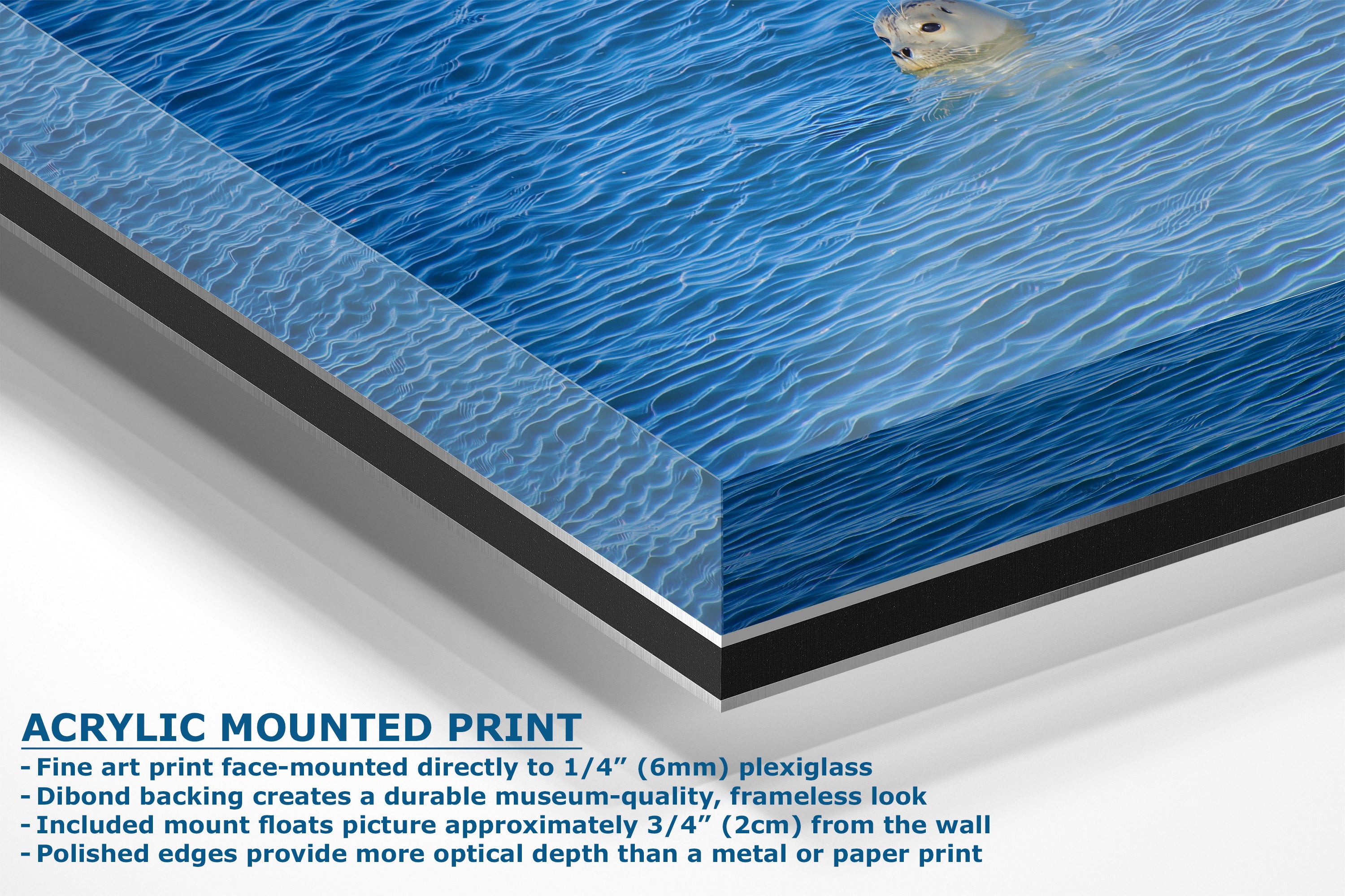 Acrylic mounted art print of a blue water scene with a seal visible on the surface, shown at an angle with product details and text on a white background.