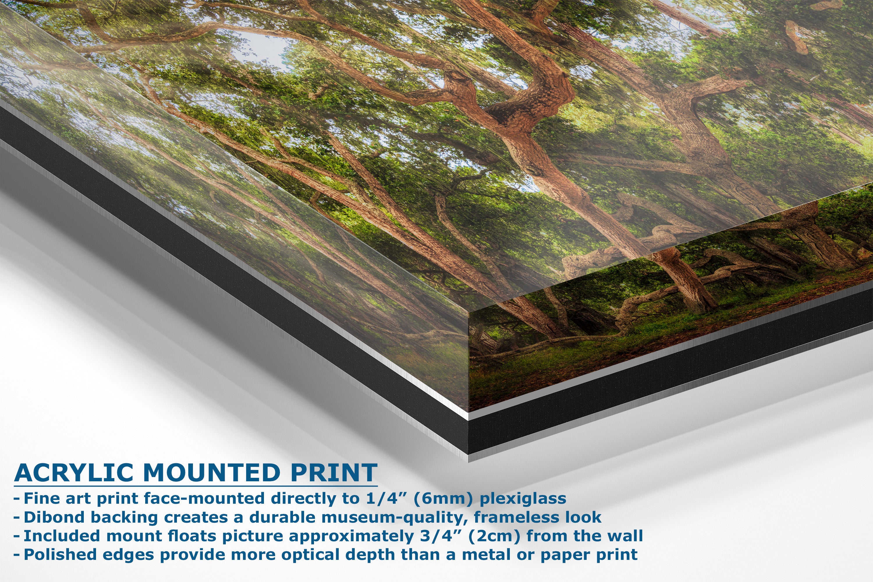 Acrylic mounted art print of a forest scene with large trees, shown at an angle with product details and text on a white background.