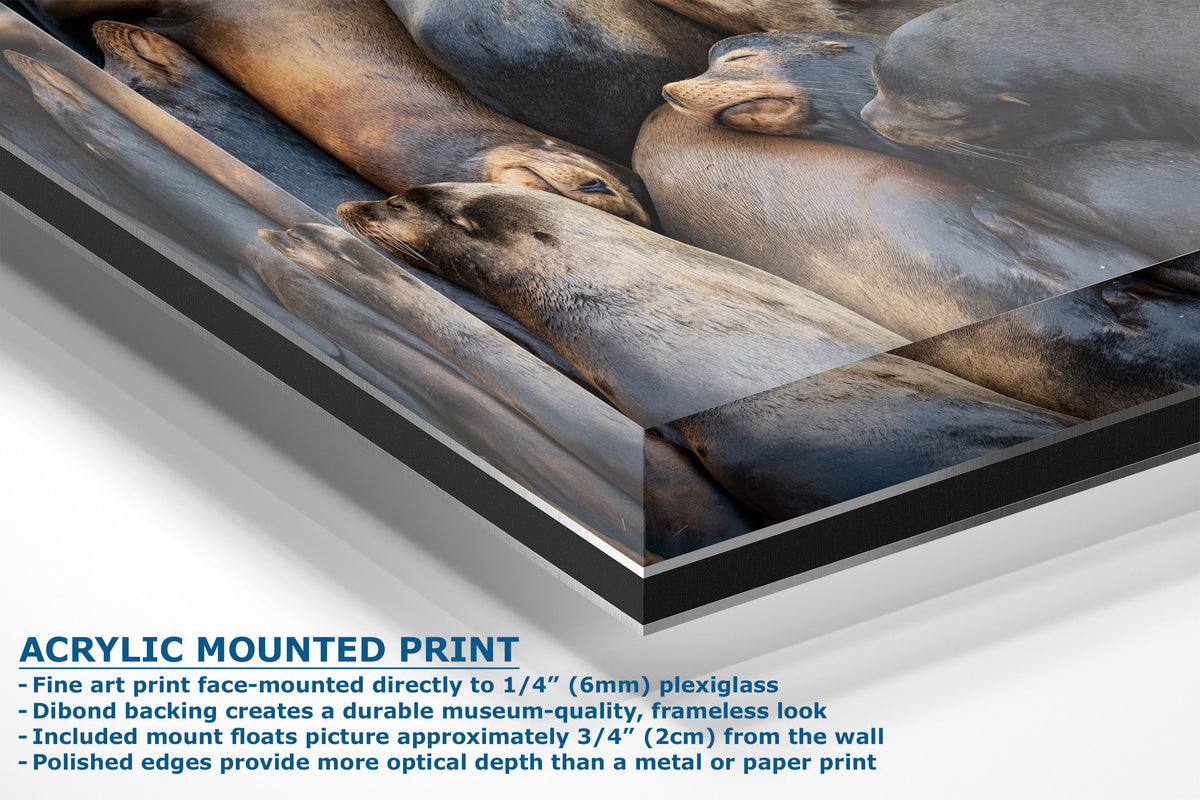 Acrylic mounted print of a close-up photograph of sea lions, shown at an angle with descriptive text detailing its features, including face-mounting to 1/4 inch plexiglass and dibond backing.