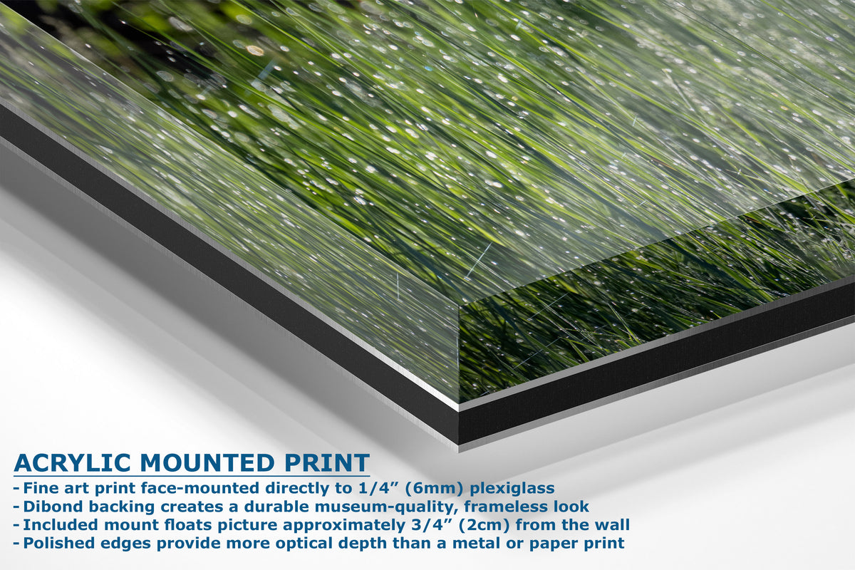 A corner view of an acrylic mounted art print of green grass with water droplets, shown at an angle with descriptive text on a white background.
