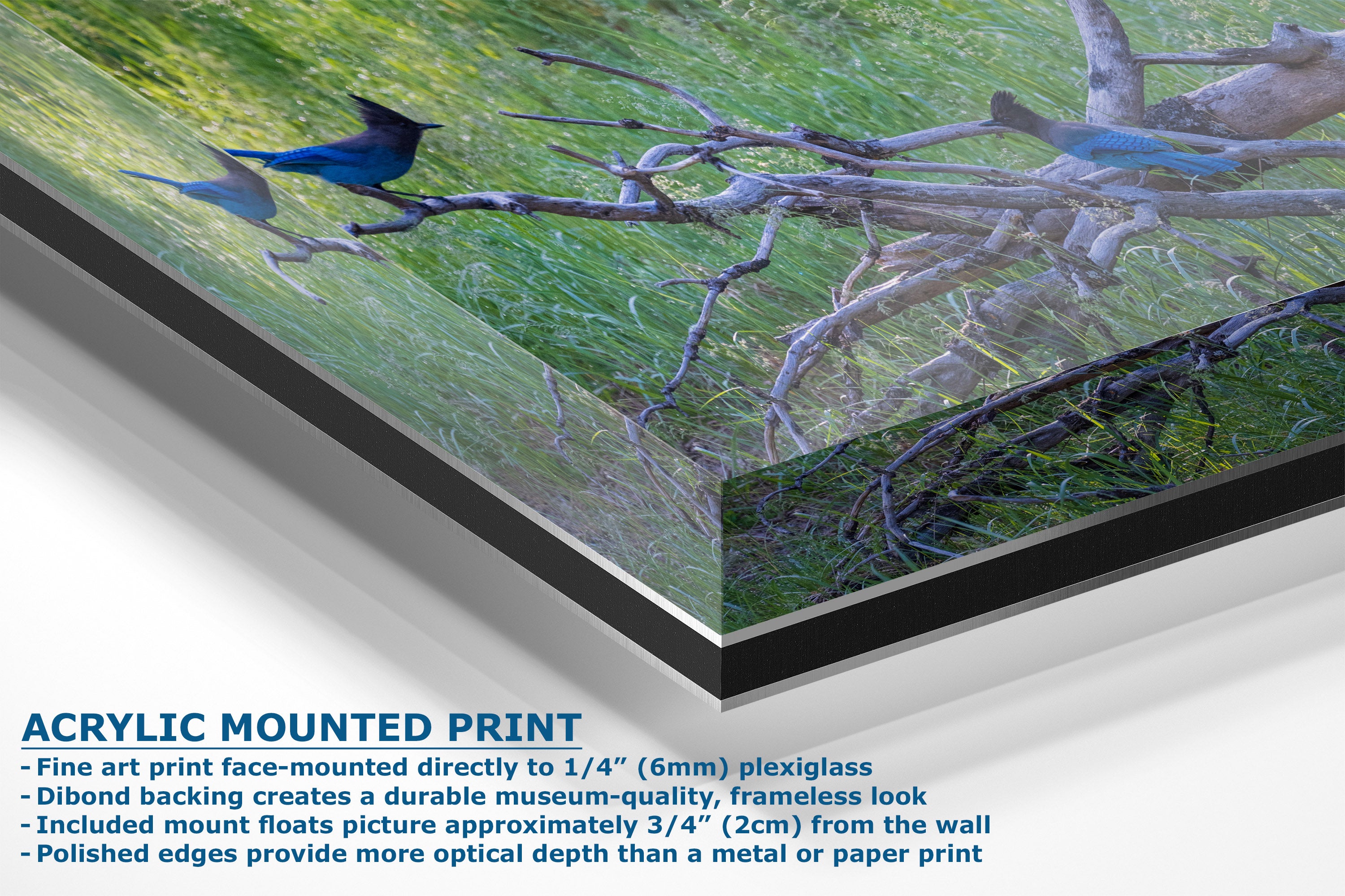 Acrylic mounted art print of a nature scene with blue birds perched on tree branches over green grass, shown at an angle with product details and text overlay.