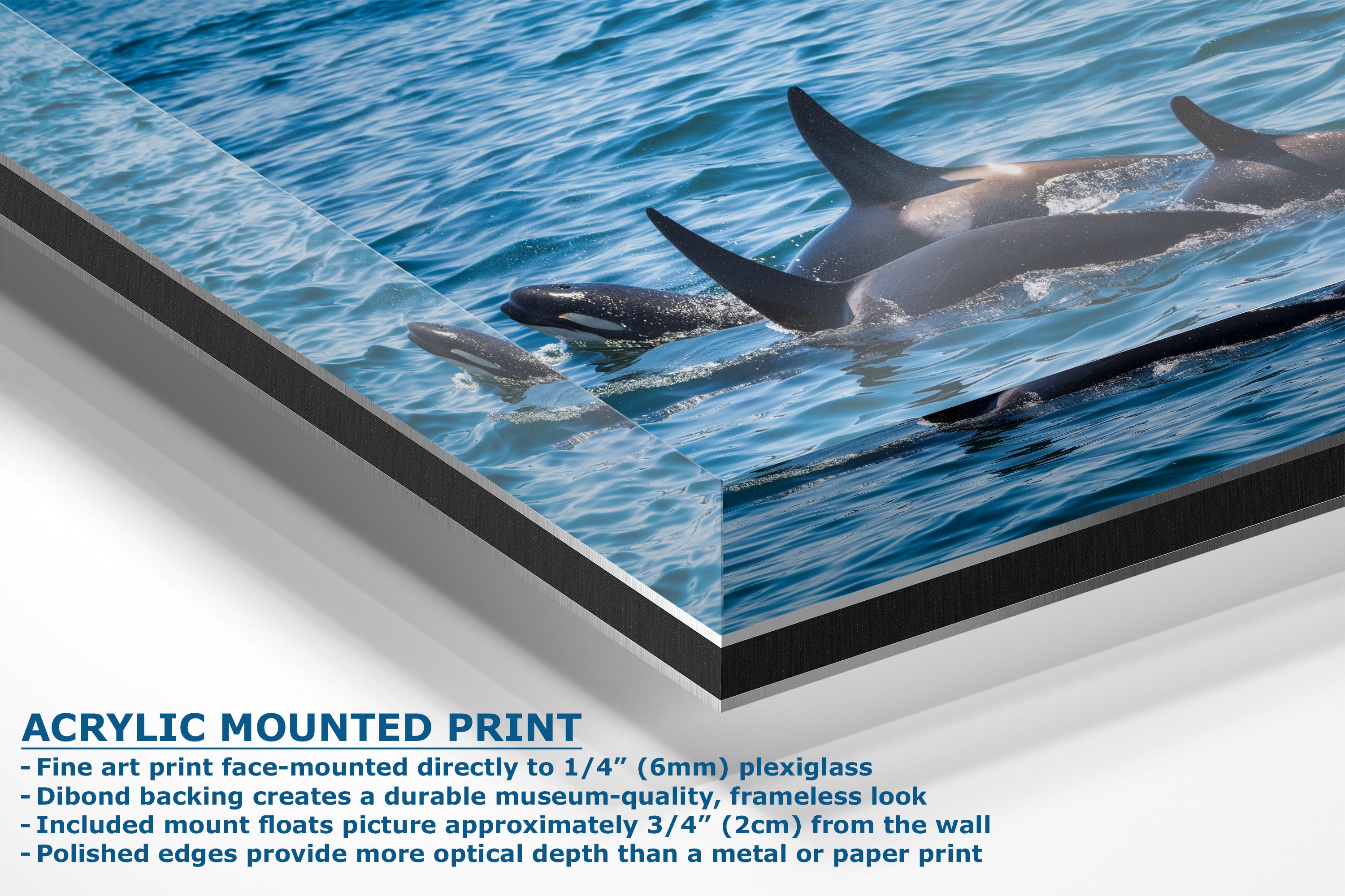A corner view of an acrylic-mounted art print featuring a photograph of dolphins swimming in blue ocean water, shown at an angle with product specifications text below.