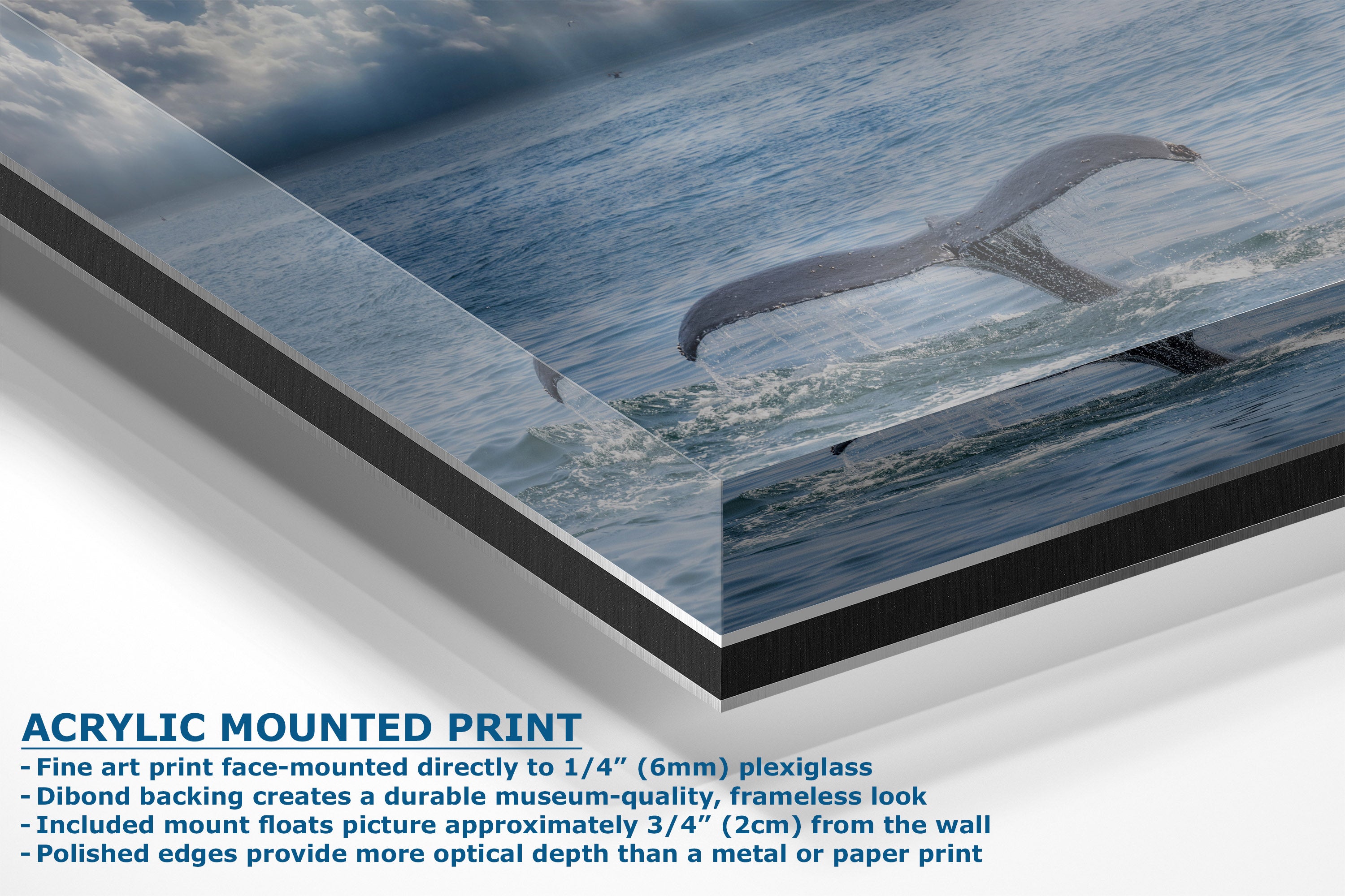 A corner view of an acrylic-mounted art print of a whale, shown at an angle with product specifications text below.