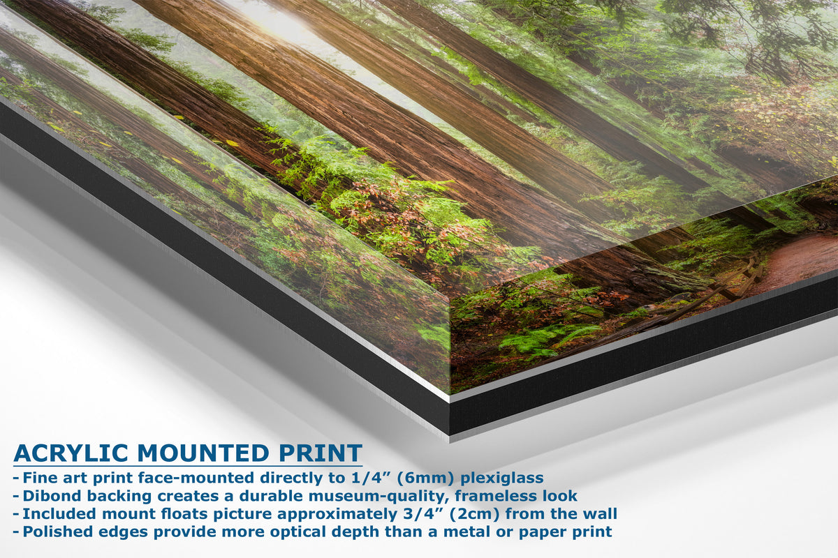 Acrylic mounted art print of a forest scene with tree trunks and green foliage, shown at an angle with descriptive text on a white background.