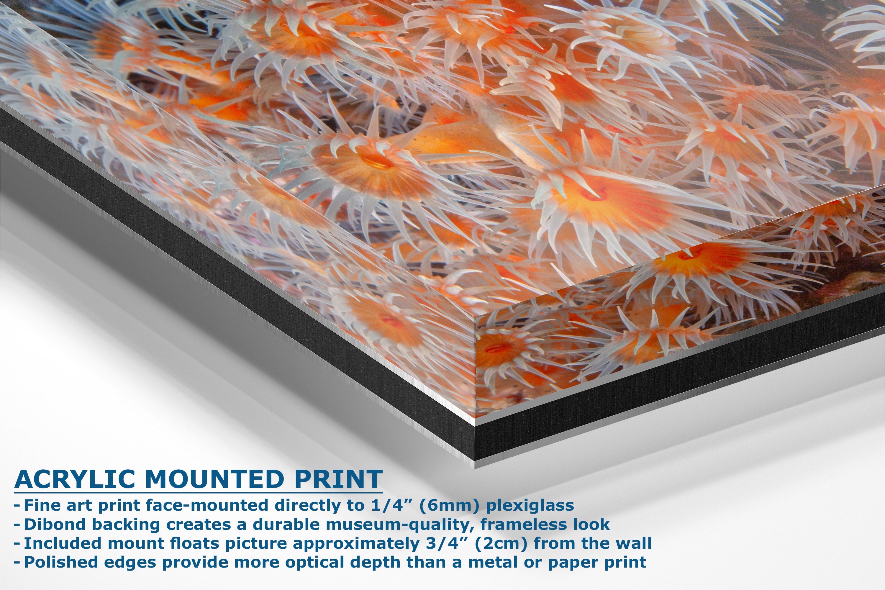 Acrylic mounted art print featuring a close-up photograph of orange sea anemones on a dark background, shown at an angle with descriptive text on the left.