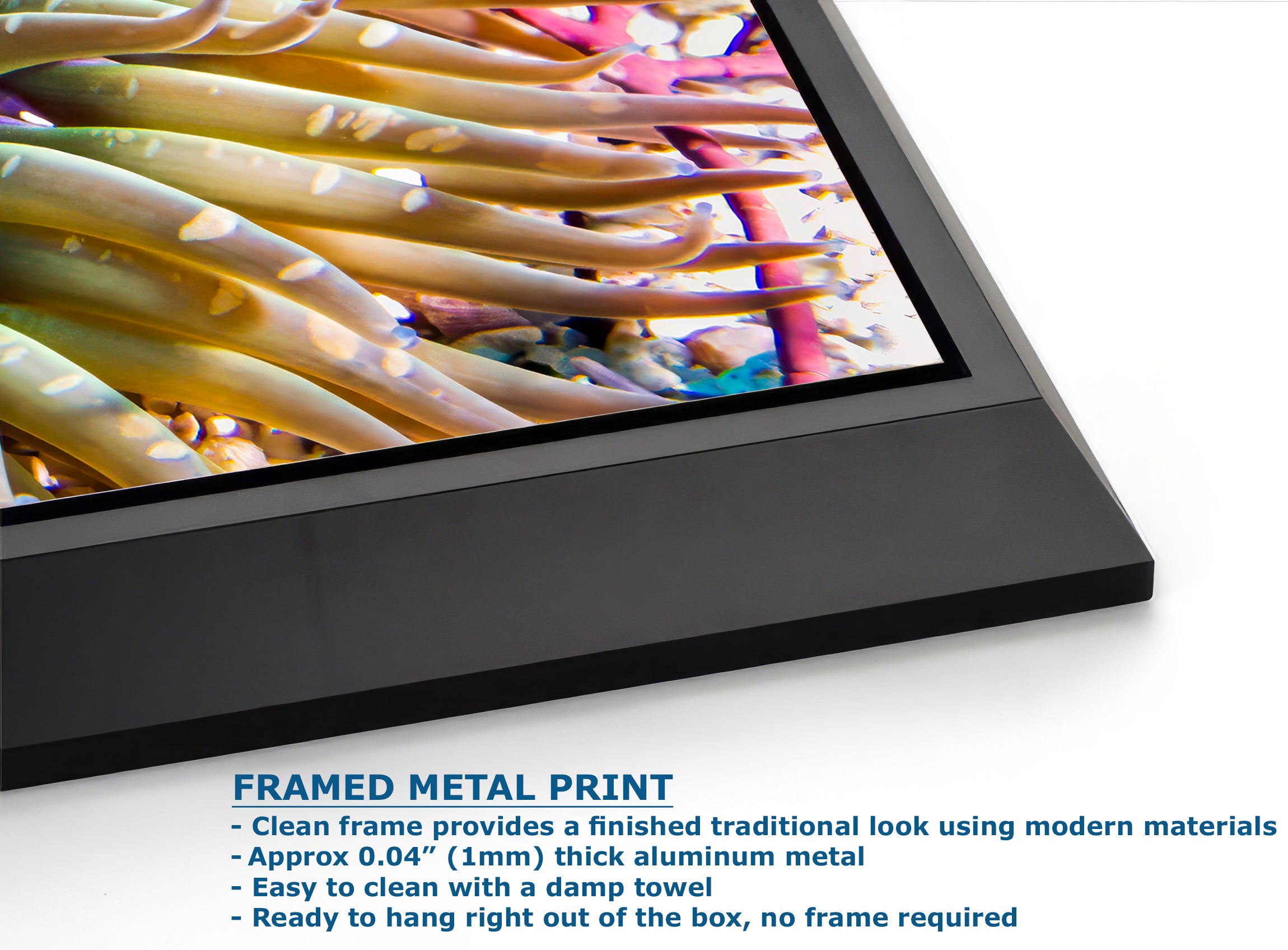 Ocean Life Limited Edition Fine Art Print Underwater Sea Anemone Photo