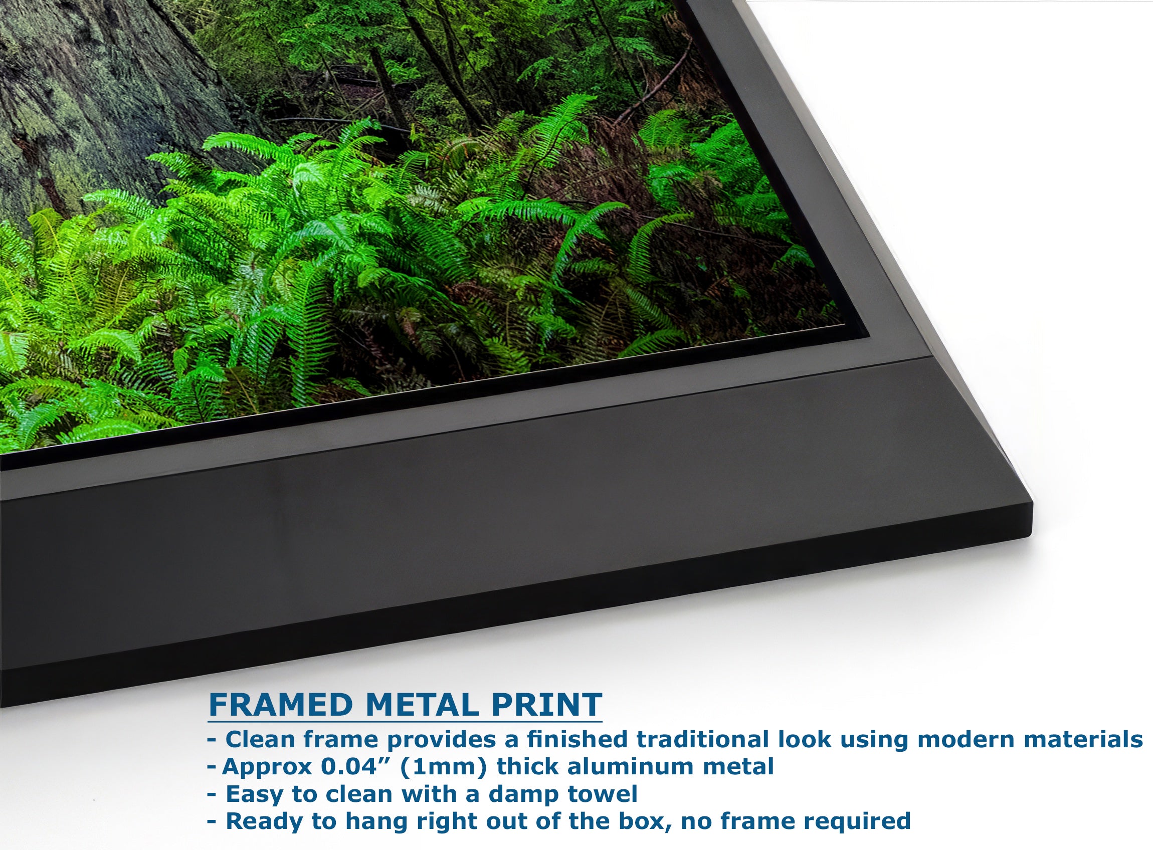 Redwood Trees Forest Picture Nature Photo, Forest Bathing in Misty California Redwoods Wall Art, for Relaxation in the Home and Office