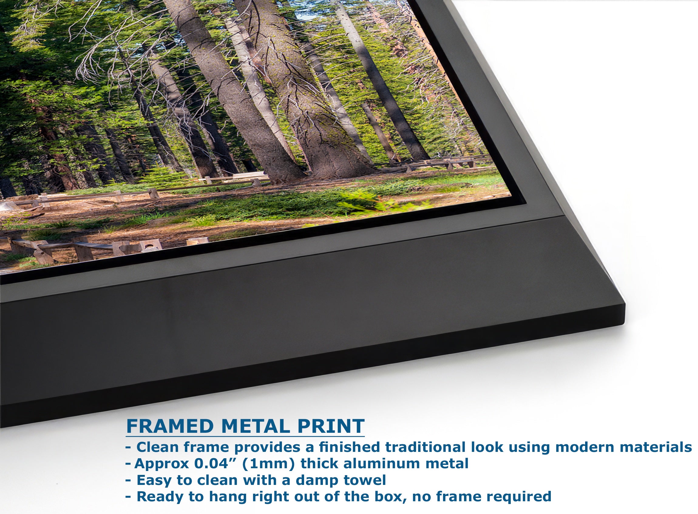 Giant Sequoia Tree Forest Picture Nature Photo, Yosemite Redwood Trees, Forest Bathing for Nature Lovers, House and Office