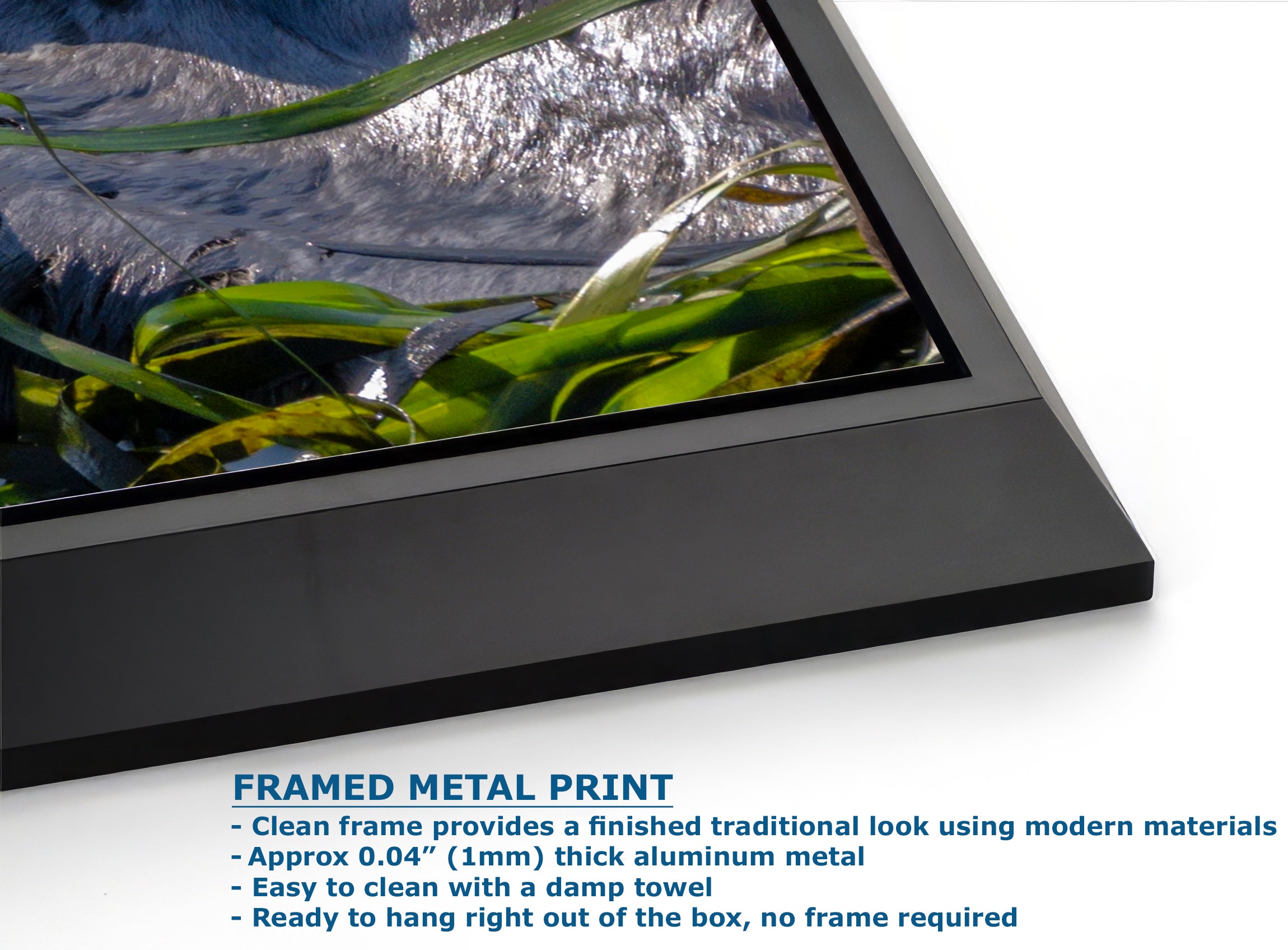 Marine Mammal Wildlife Photography Limited Edition Fine Art Print of California Sea Otter