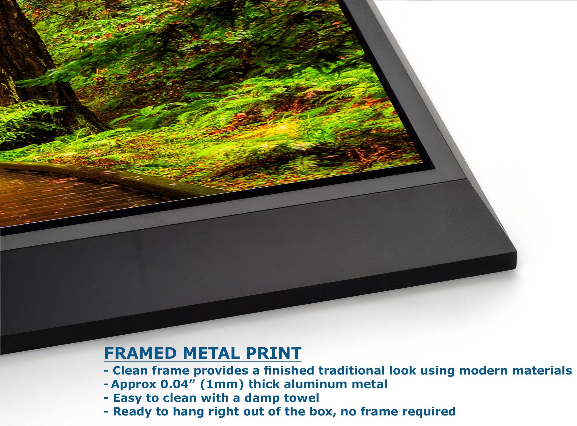 Redwood Trees Forest Picture Nature Photo, Forest Bathing House Decor