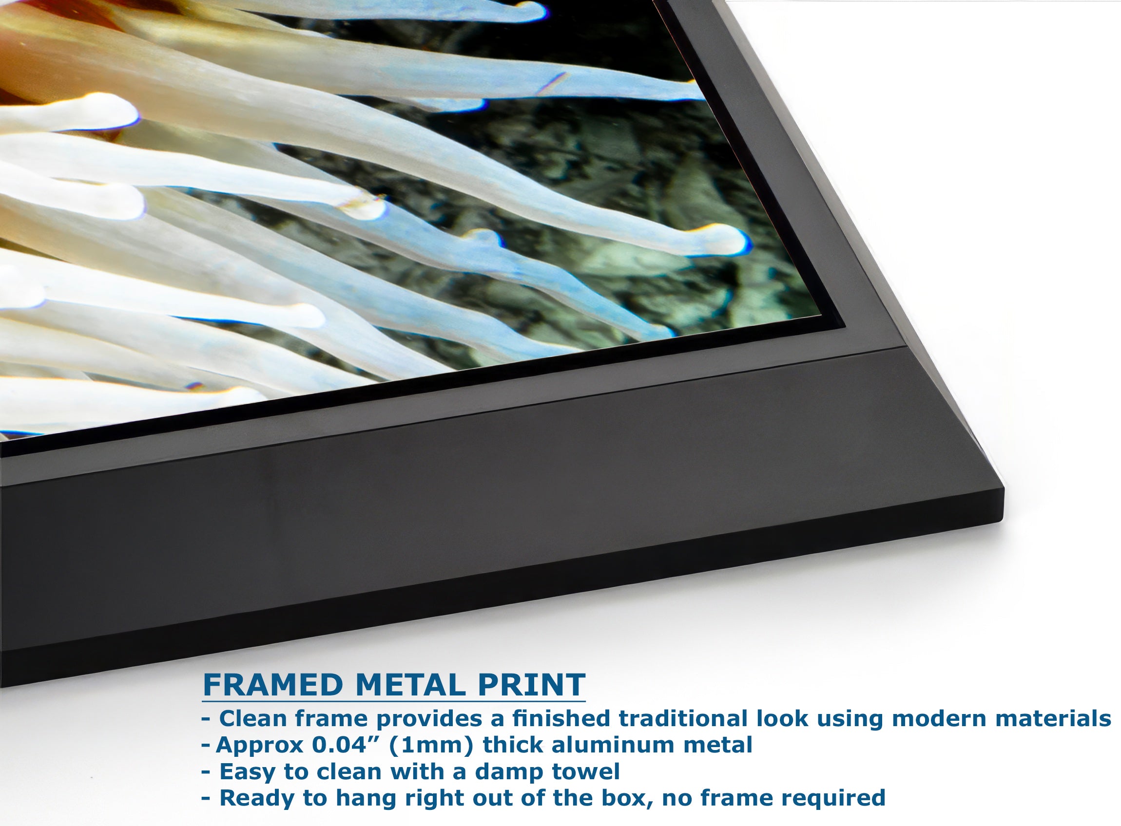 Sea Anemone Picture Ocean Life Underwater Scenery Nature Photo, Marine Biology Coral Reef Art