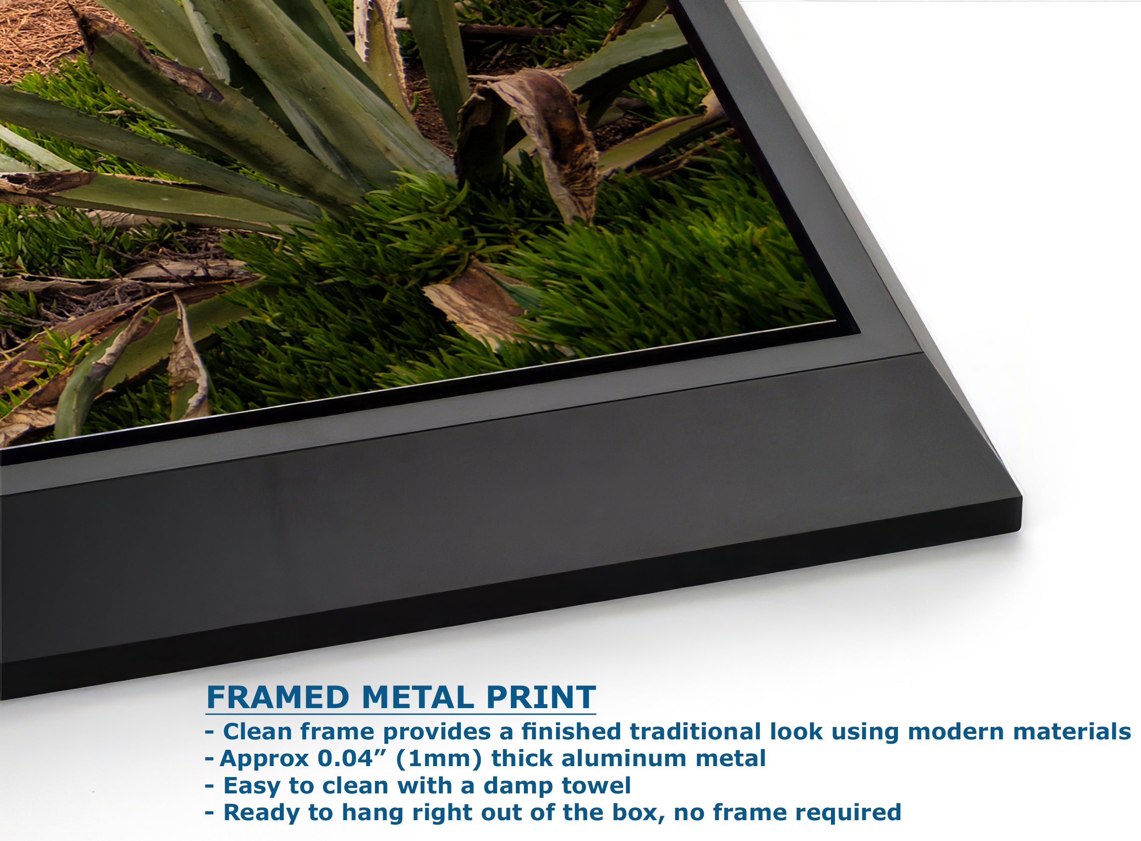 California Sea Lion Marine Mammal Wildlife Photography | Calming Nature Ocean Picture, Relaxation Artwork, La Jolla Coast, Nature Photo