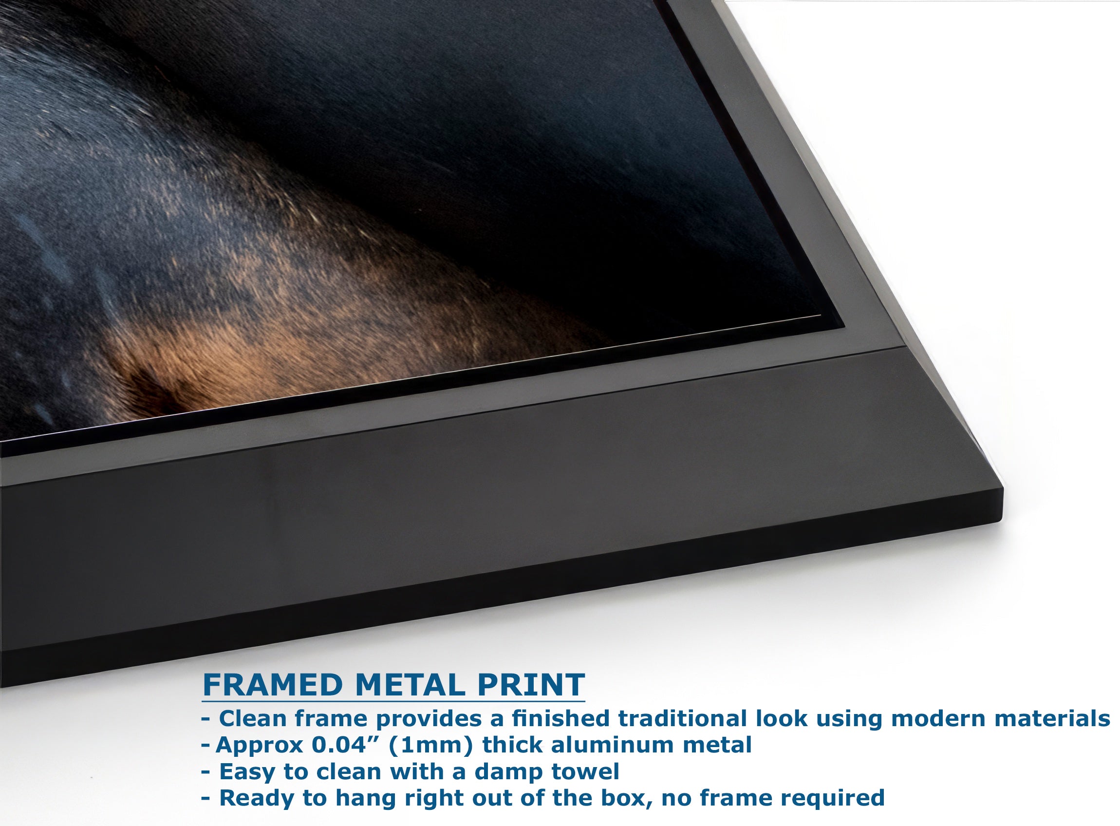 California Sea Lion Marine Mammal Wildlife Photography, Ocean Animals Nursery Decor, Relaxation Artwork for Beach-Themed Rooms