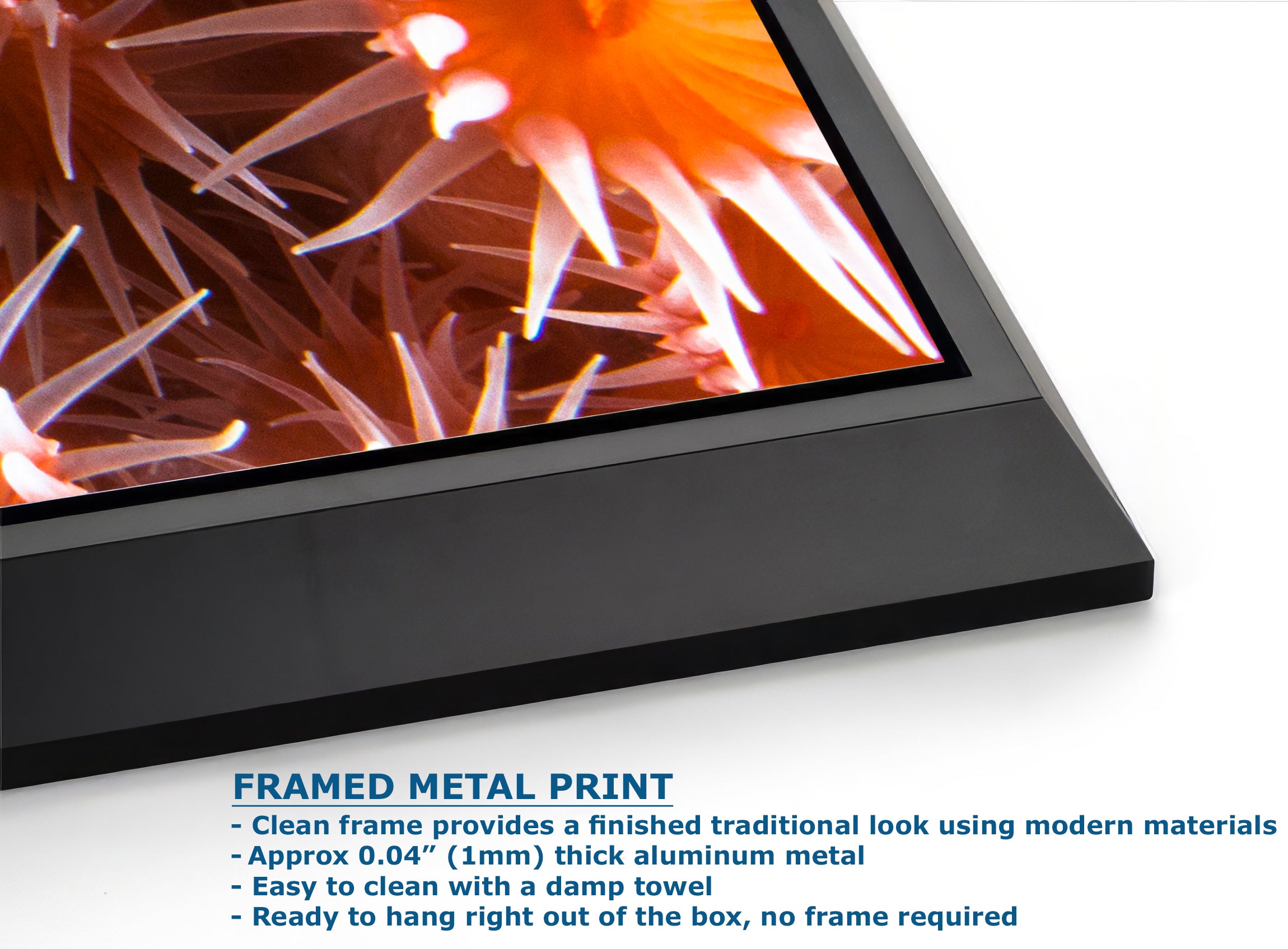 Sea Anemone Picture Ocean Life Underwater Scenery Nature Photo, Marine Biology Wall Art, Vibrant Orange Zoanthid Coral Reef, Ocean Decor