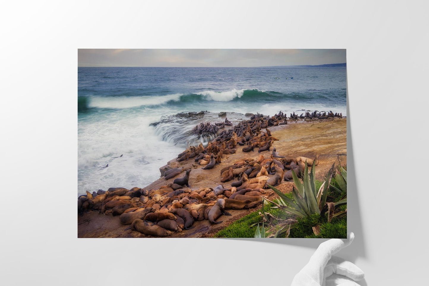 California Sea Lion Marine Mammal Wildlife Photography | Calming Nature Ocean Picture, Relaxation Artwork, La Jolla Coast, Nature Photo