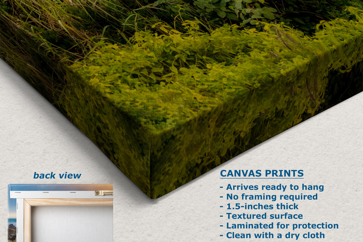 A canvas wall art print showing a close-up of green mossy grass texture, displayed at an angle on a light textured background. Text on the image describes the print features, including a back view inset and product details for canvas prints.