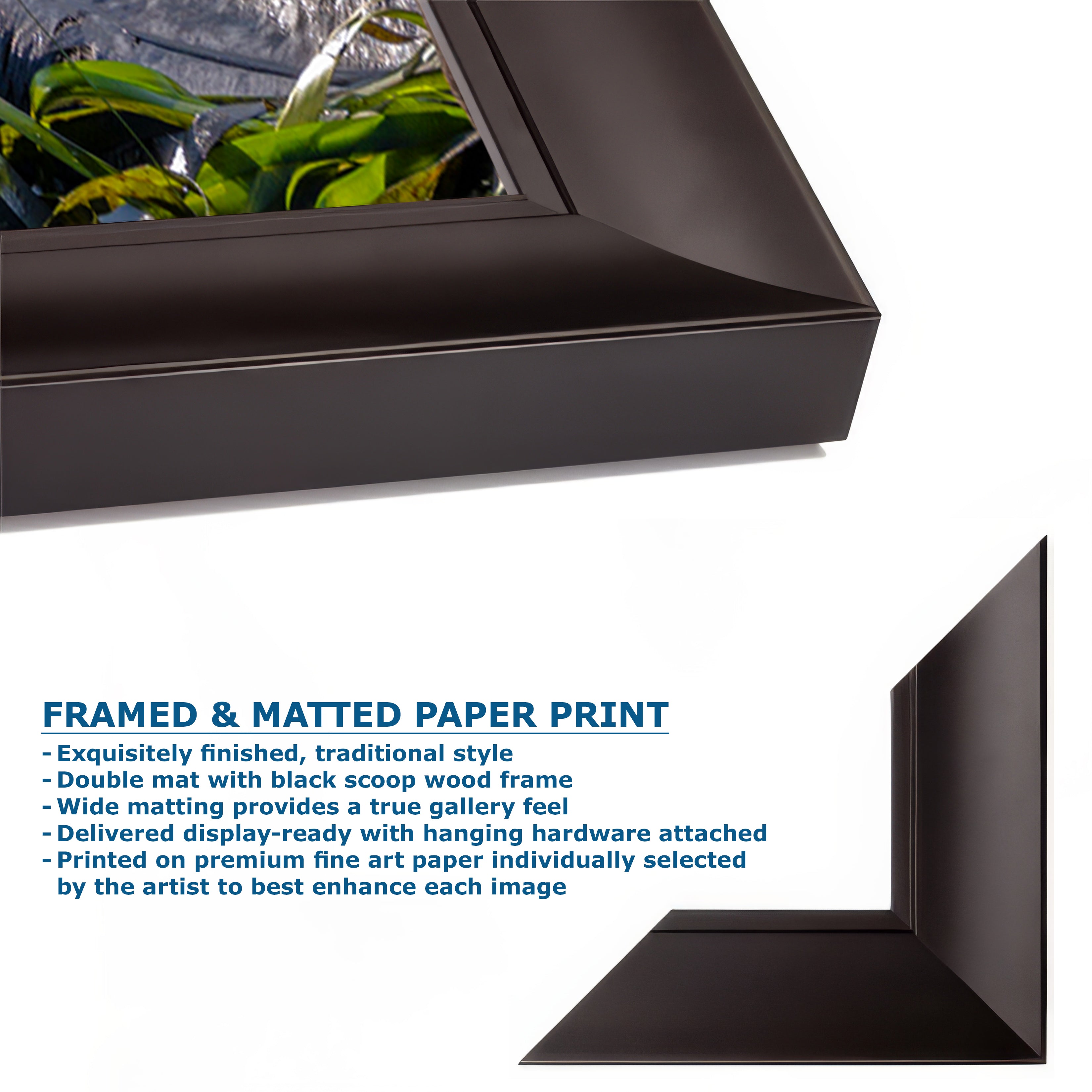 Marine Mammal Wildlife Photography Limited Edition Fine Art Print of California Sea Otter