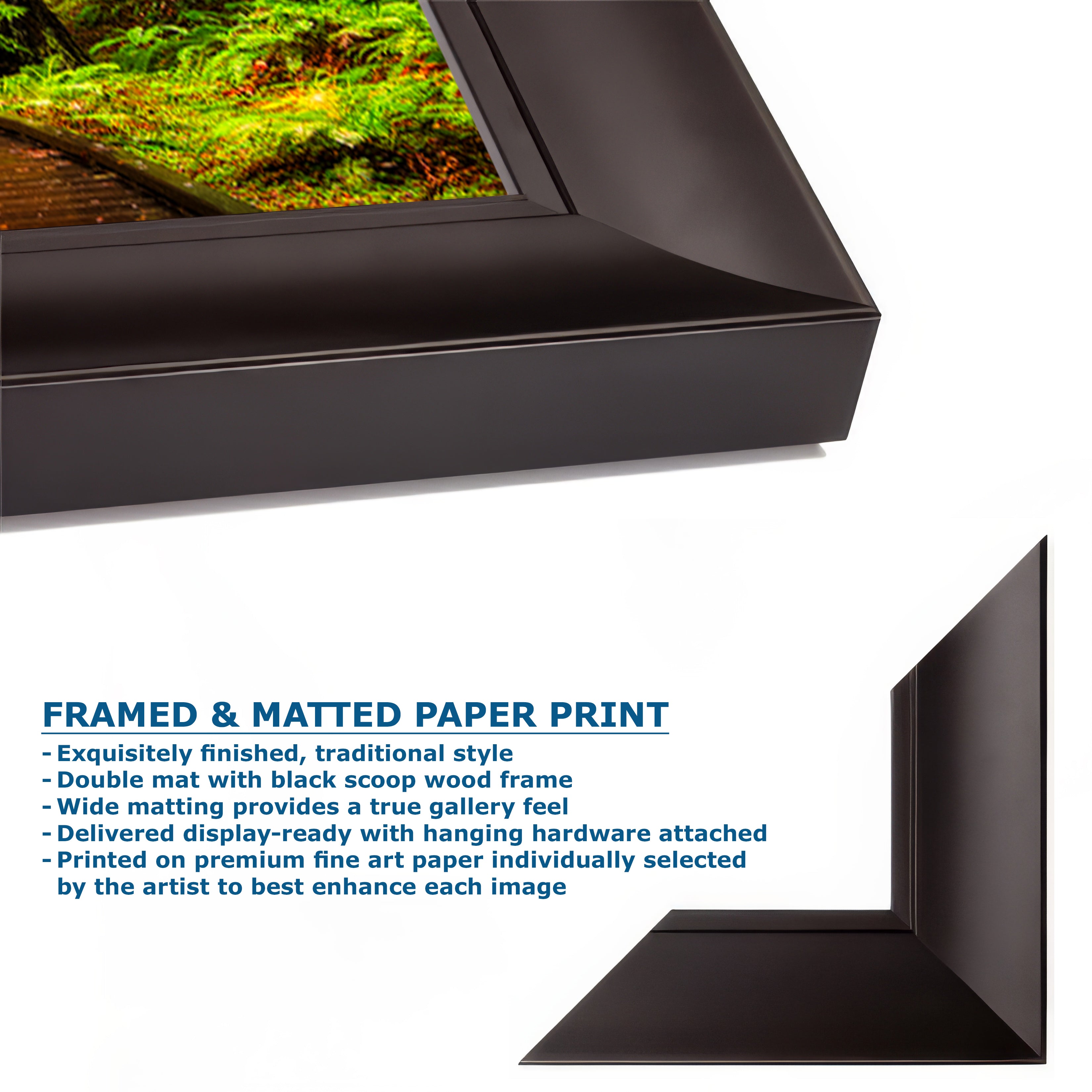 Redwood Trees Forest Picture Nature Photo, Forest Bathing House Decor