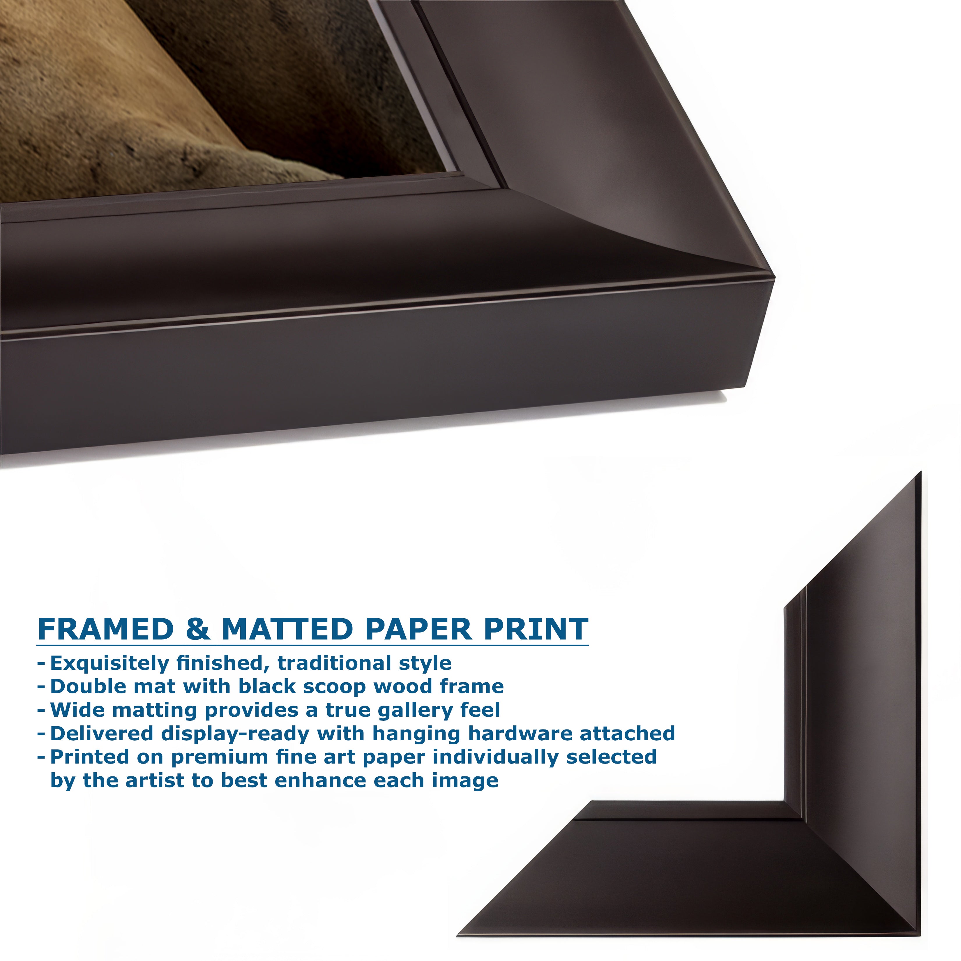 California Sea Lion Marine Mammal Wildlife Photography, Ocean Animals Wall Art, Nature Lover Gift, Marine Biology Artwork